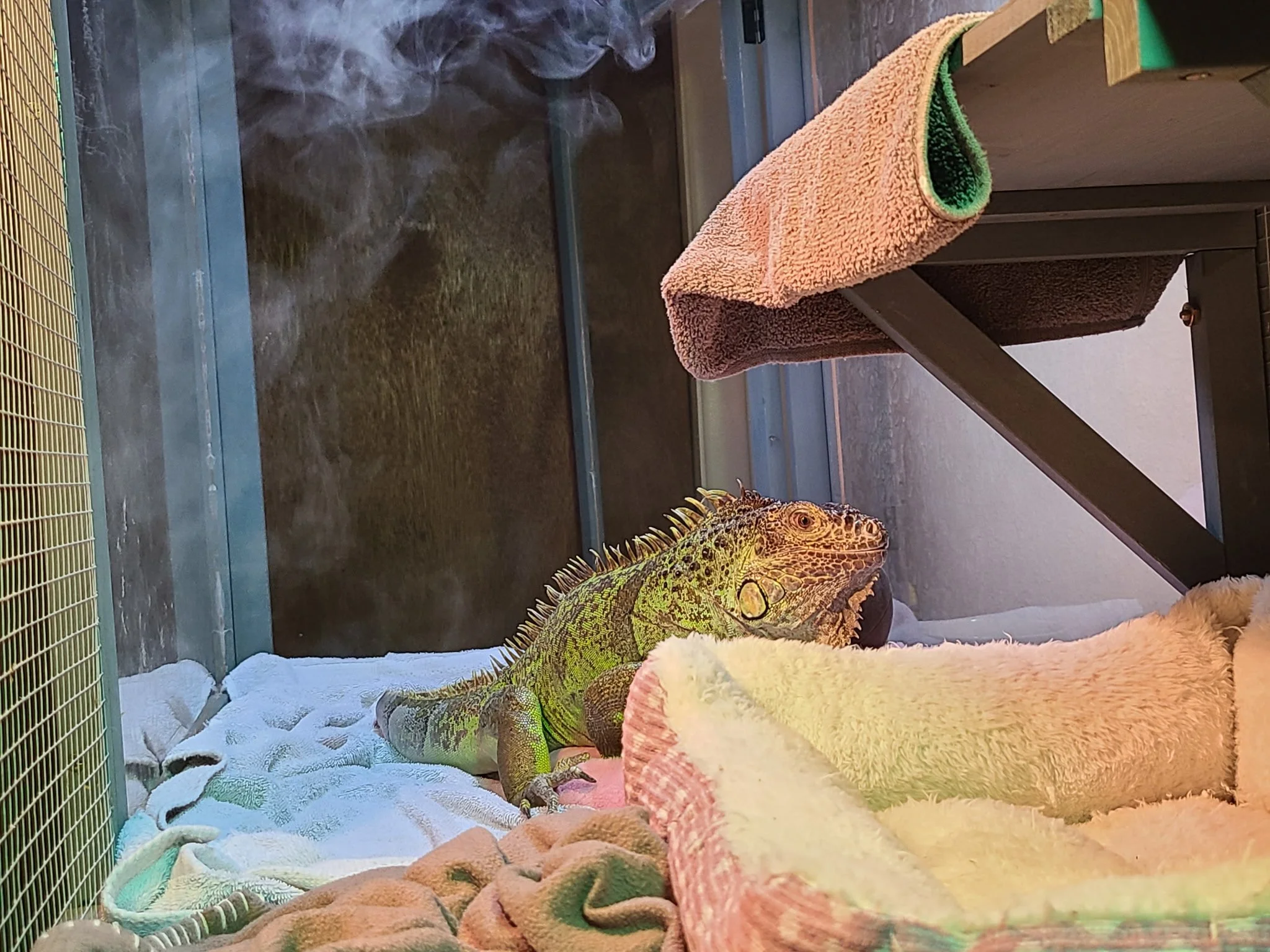 Buzz - a female green iguana under her mister.