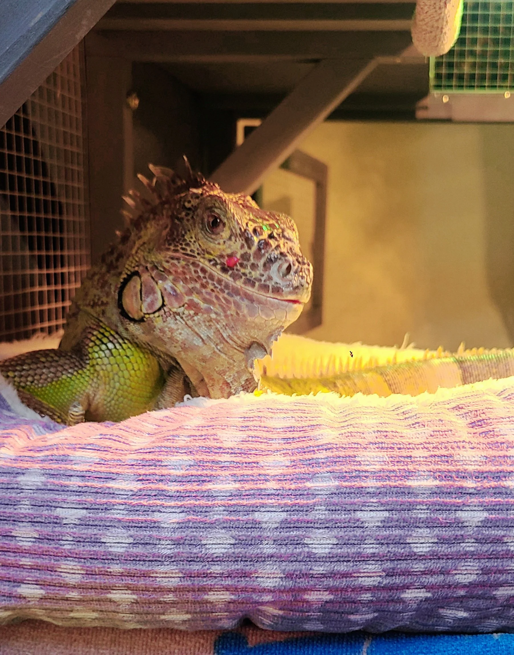 Buzz a female green iguana with raspberry on her face.