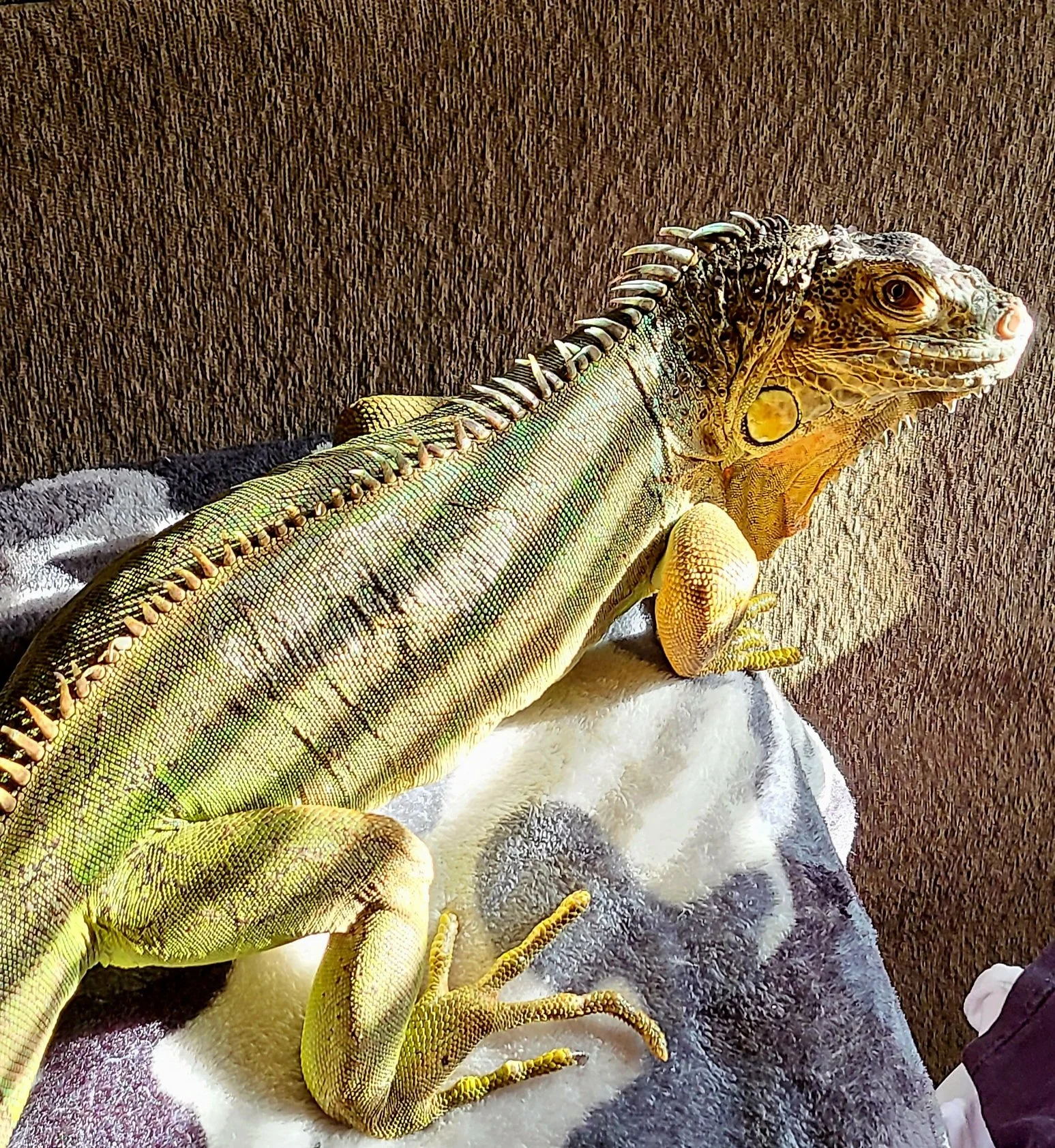Buzz a female green iguana basking in the sun with sunlight streaking her body.