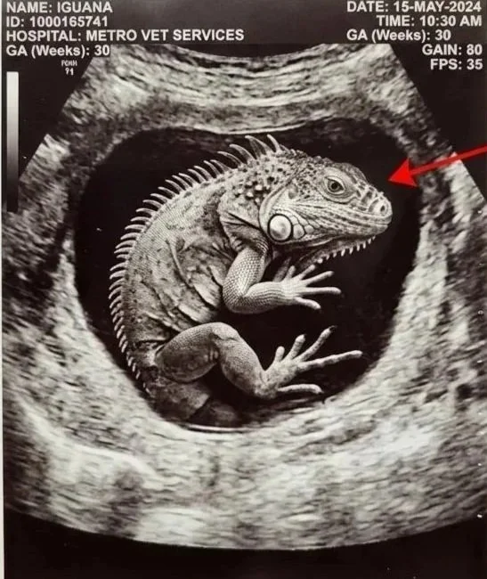 AI generated ultrasound picture of an iguana in vitro.