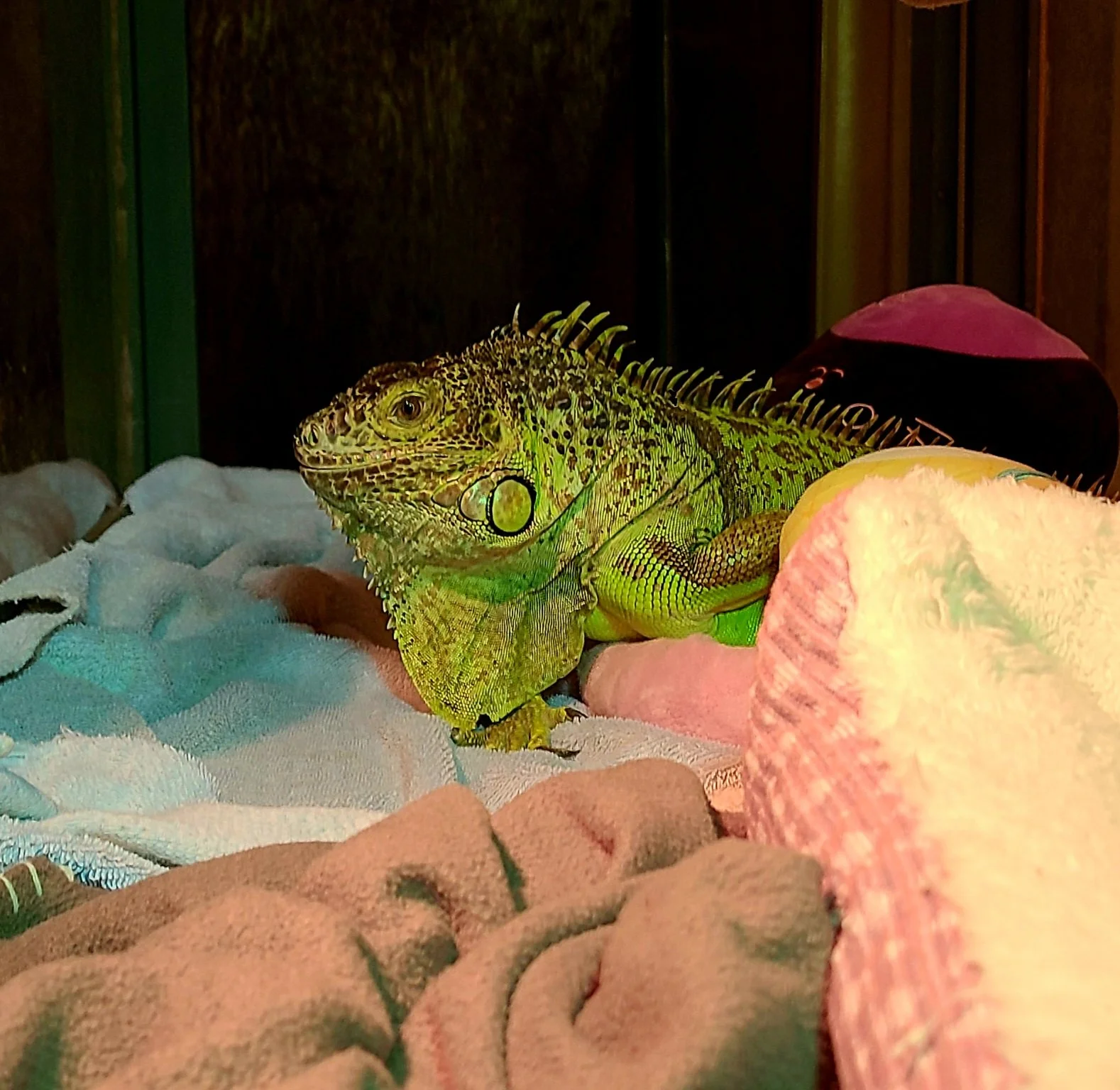 Buzz a female green iguana in her bed.