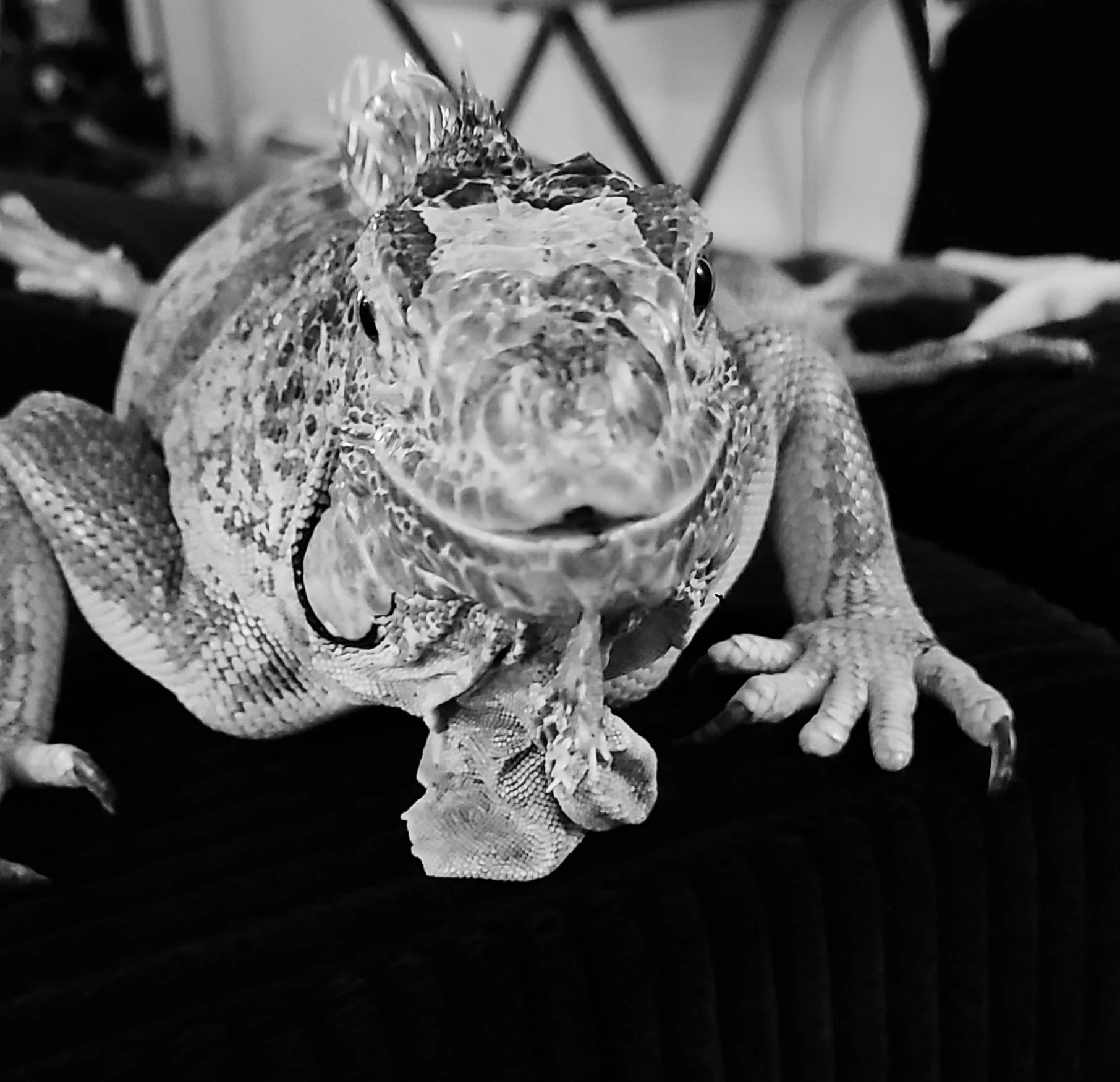 A black and white up-close photograph of a Buzz a female green iguana.
