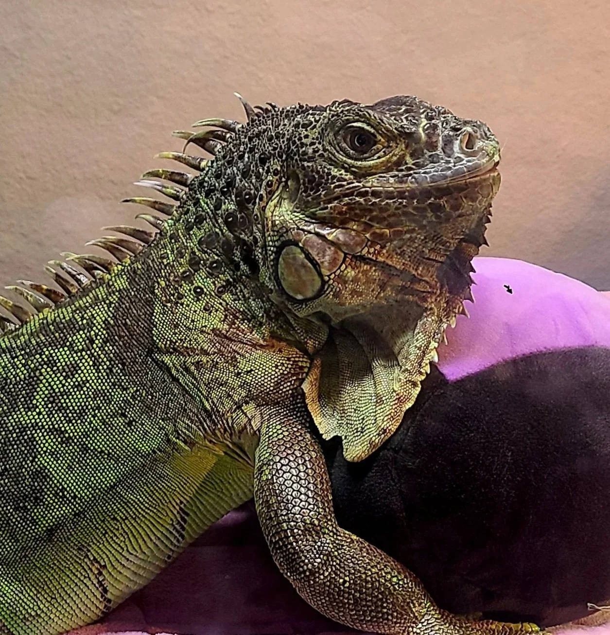 Profile picture of Buzz, a female green iguana.