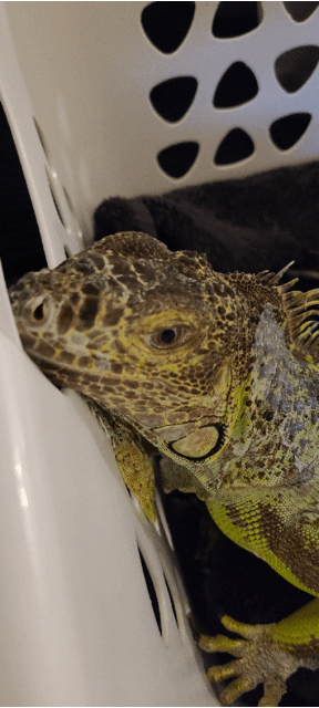 GIF of Buzz a female green iguana in her basket.
