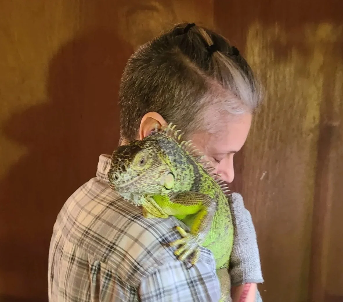 Up-close picture of Buzz, a female iguana, with her mommy.