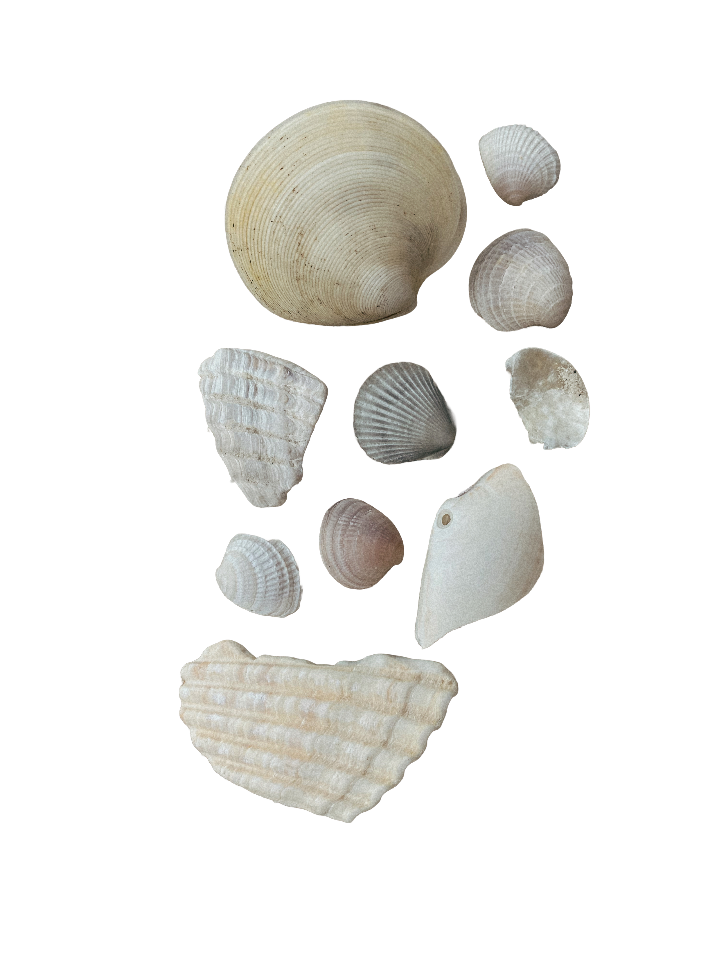 Collection of various seashells and coral pieces arranged together.