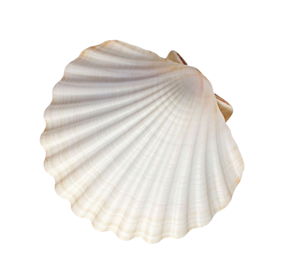 A white seashell with ridges and a slightly pinkish hue, isolated on a transparent background.