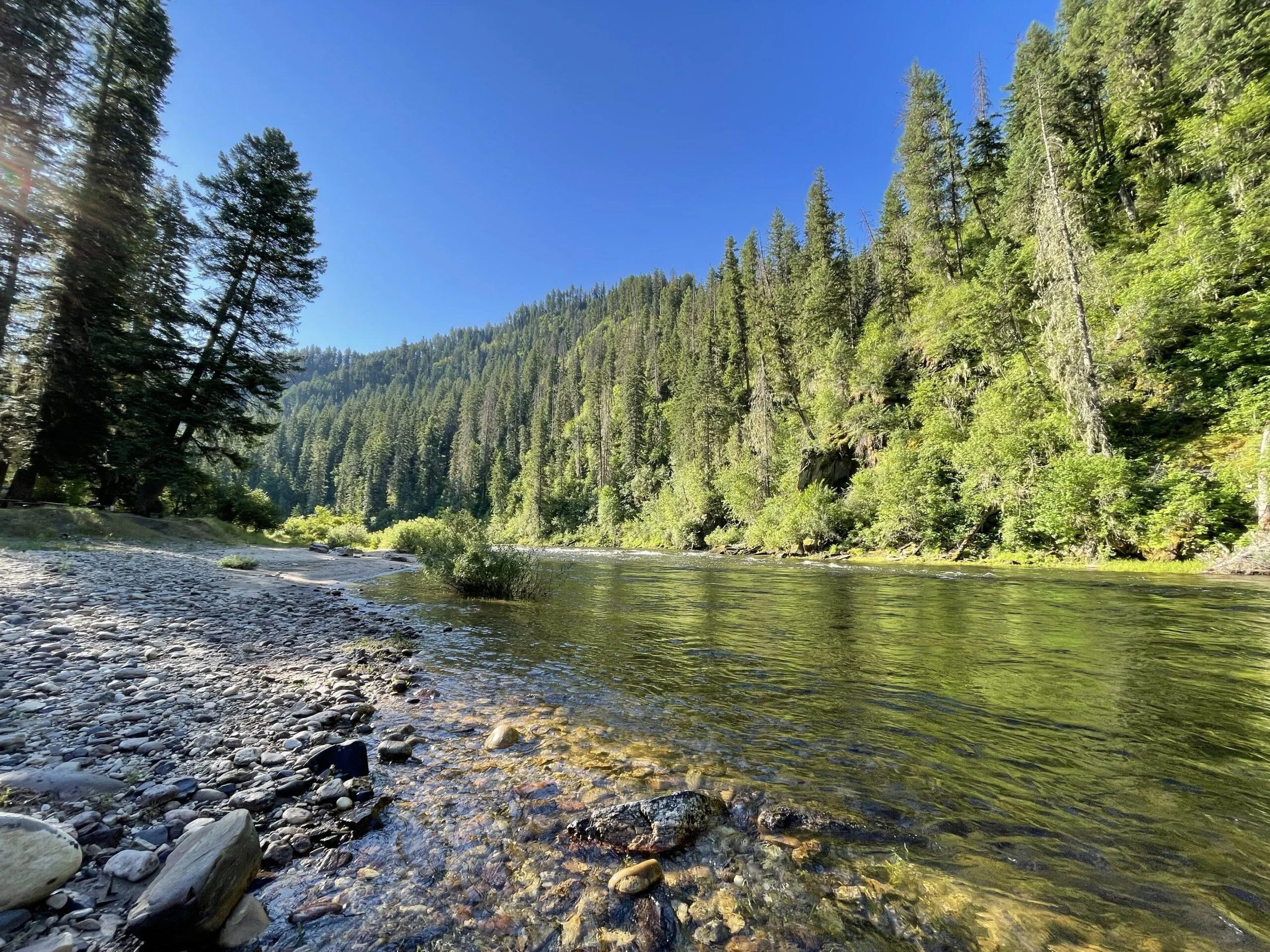A river flowing through a lush green forest with large trees and a clear blue sky.
