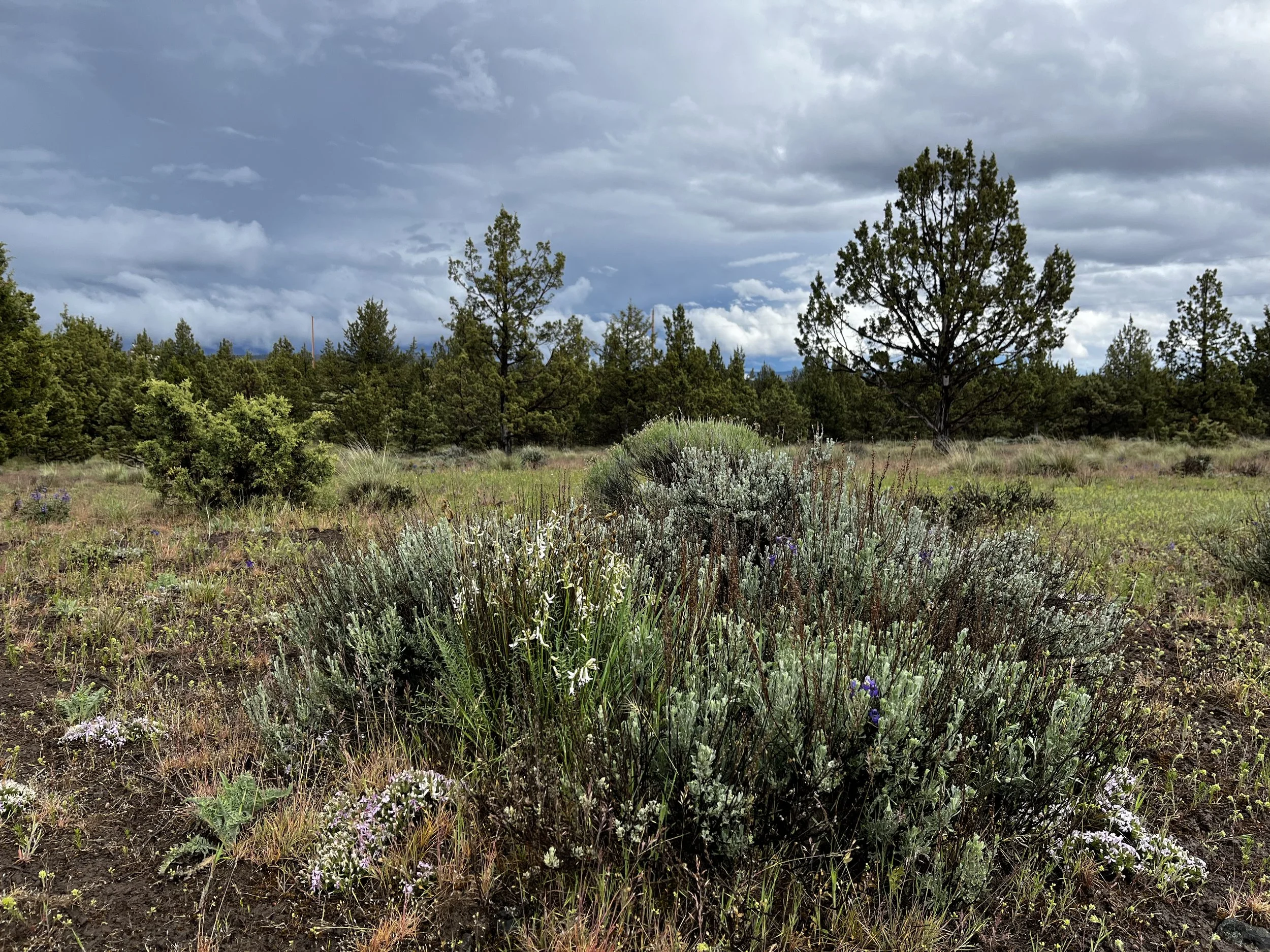A scenic landscape with a cloudy sky, several tall trees, and various smaller plants and shrubs in the foreground.