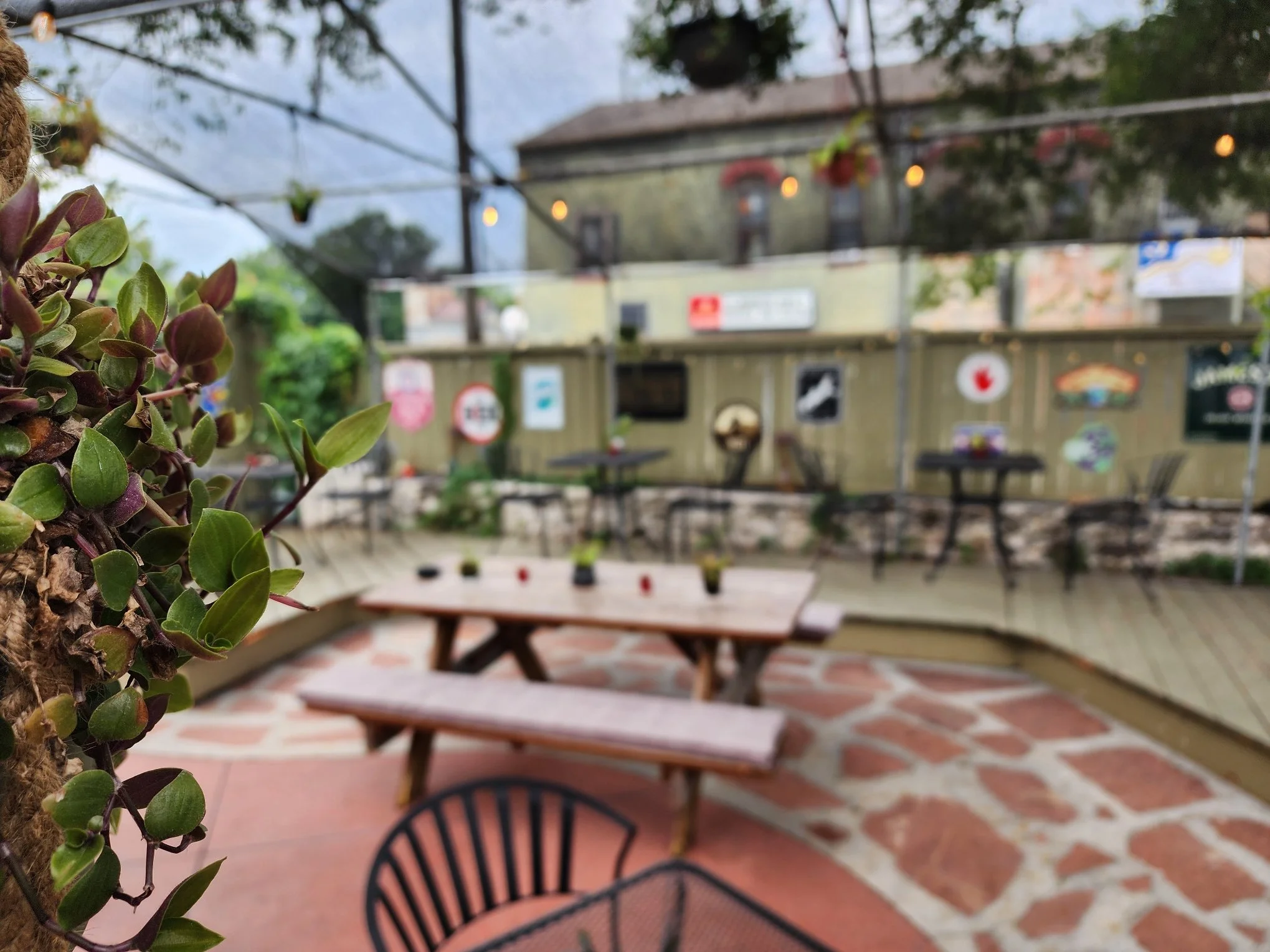 Close-up of a plant with green and purple leaves in the foreground, within an outdoor patio with tables and chairs, surrounded by a fence with hanging plants and lights, and a blurred background of buildings.