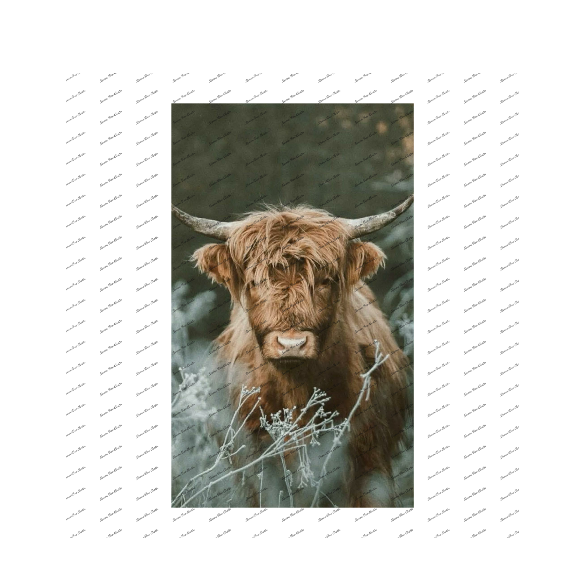 Highland Cow in Tall Grass Photo