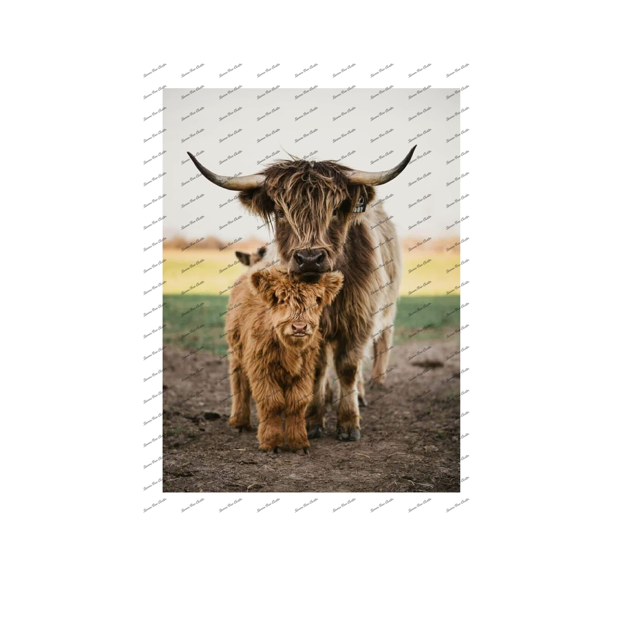 Highland Cow and Baby Photo