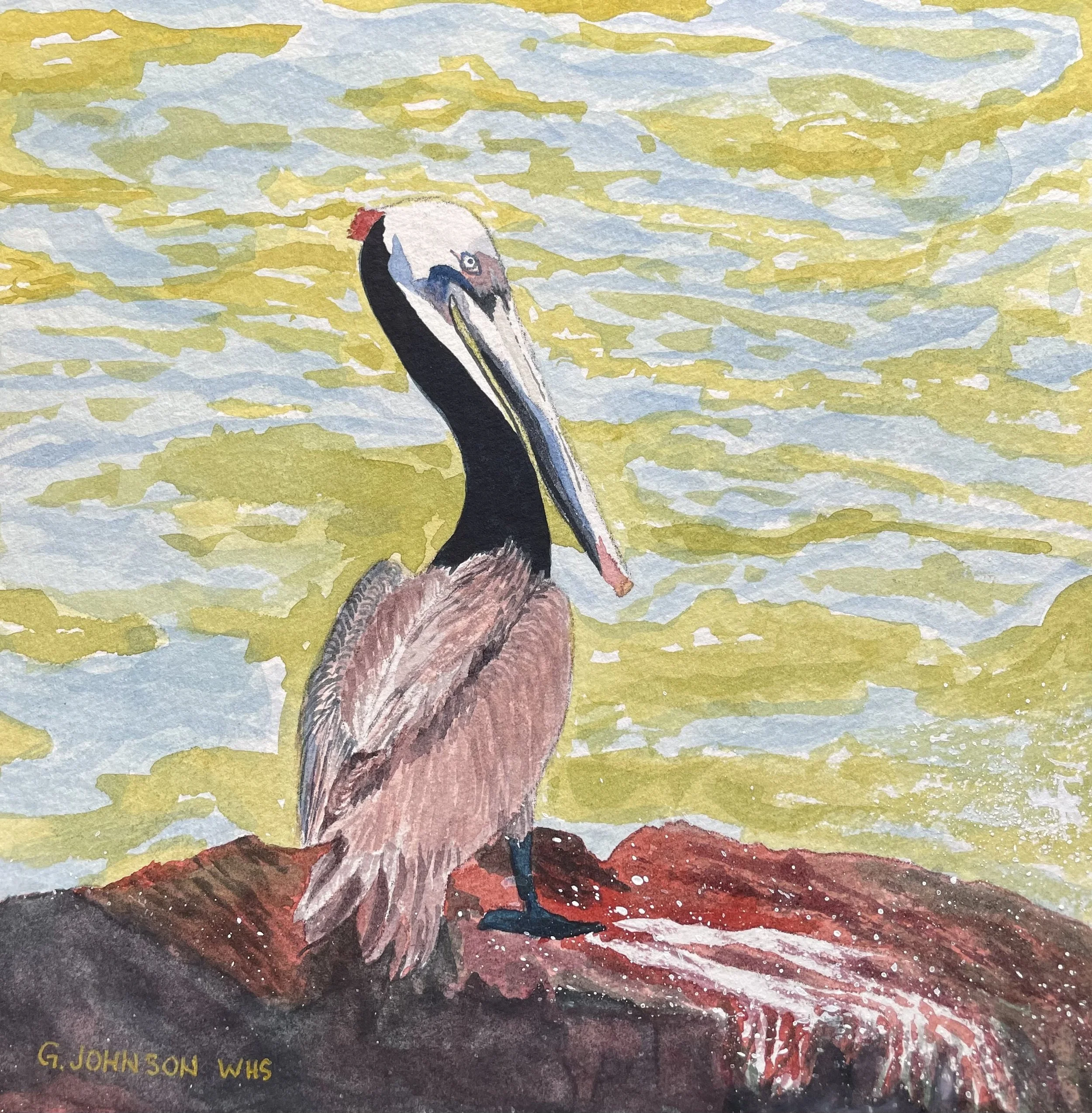 Pelican, Original Watercolor on Paper, Size:  9 X 6, Price:  $65, Prints available upon Request.