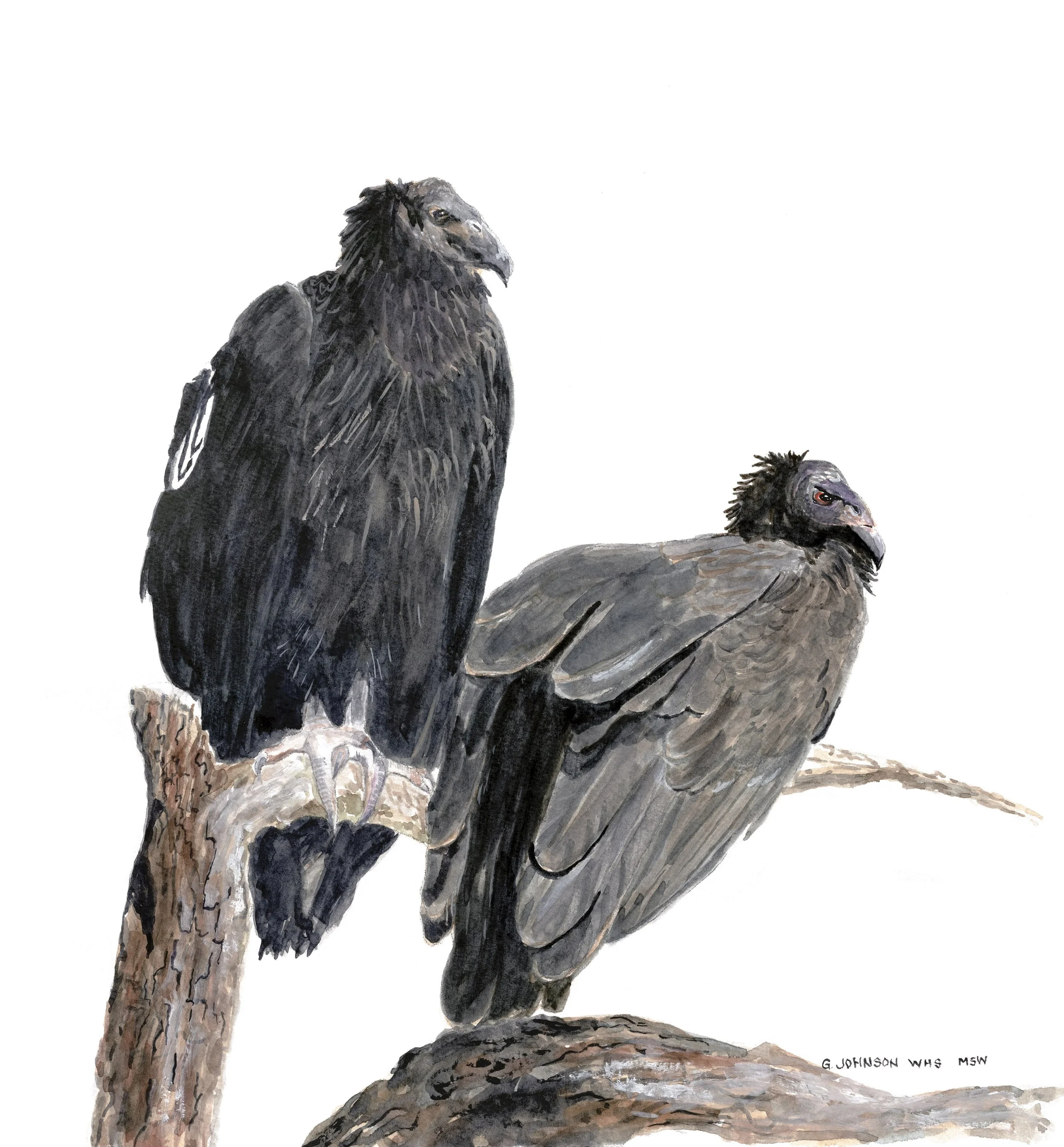 Condor Couple, Original Watercolor on Paper, Size:  11 X 10, Price:  $325, Print on Paper, $75