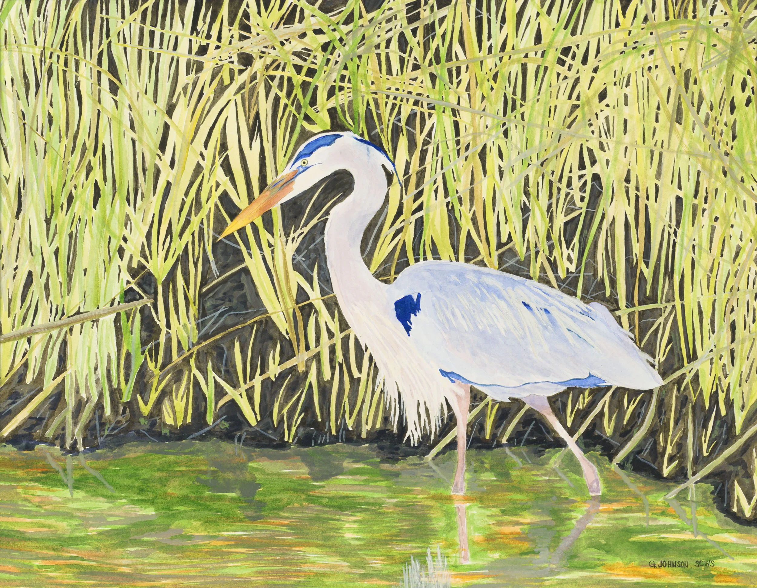 Blue Heron, Original Watercolor on Paper, Size:  11 X 15, Original SOLD.  Prints available upon inquiry.