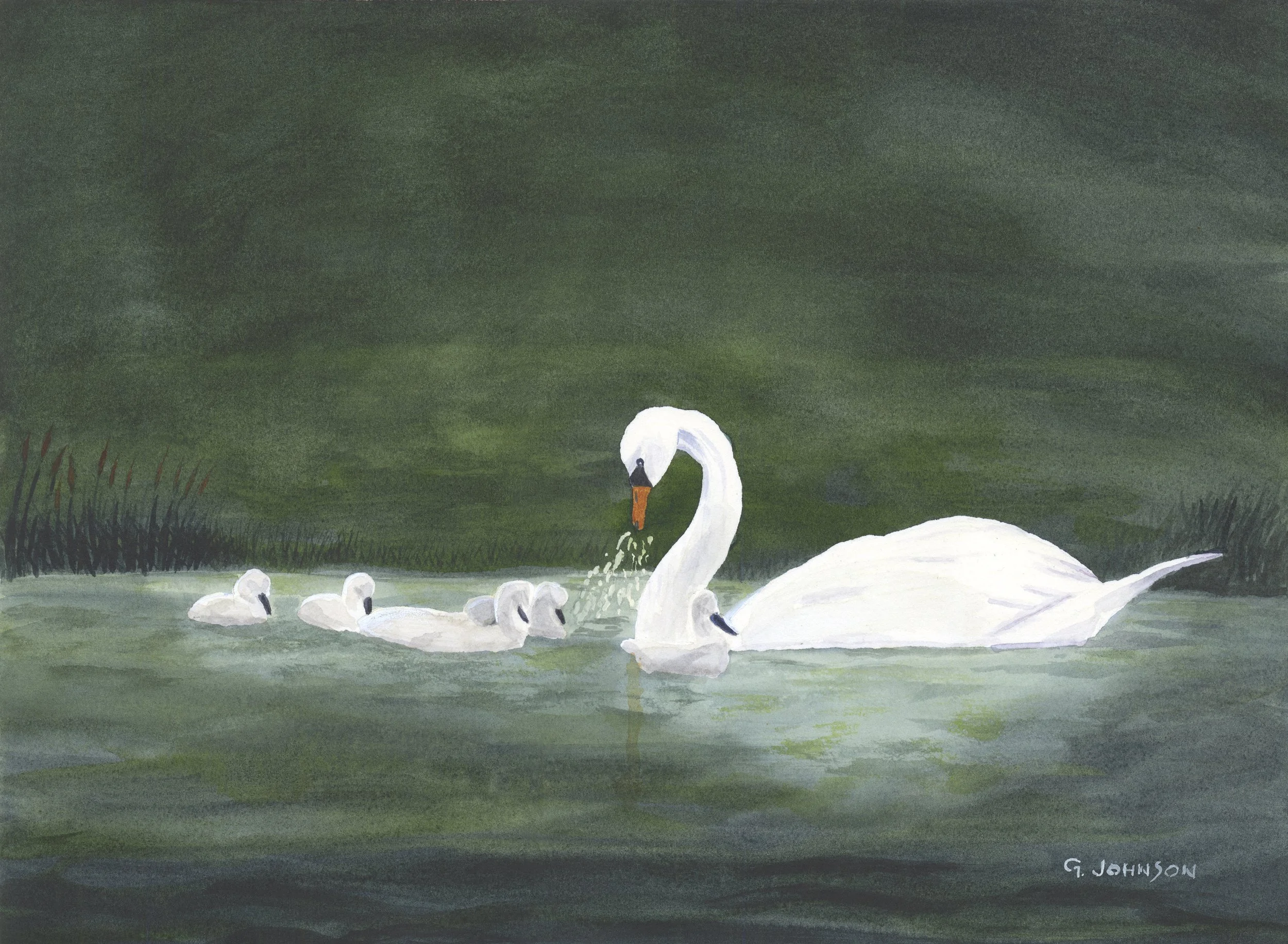 Swan and Goslings, Original Watercolor on Paper, Size:  11 X 15, Price:  $300, Print on Paper:  $75.