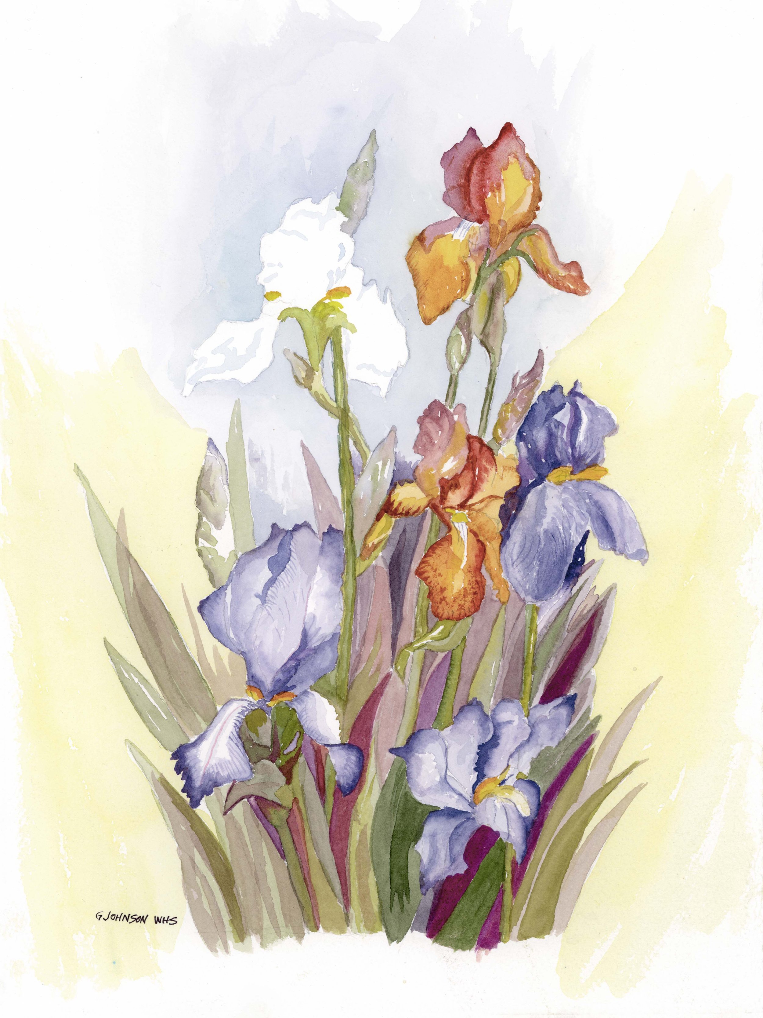 Iris's, Original Watercolor on Paper, Size:  15 X 11, Not for Sale, Print on Paper:  $75