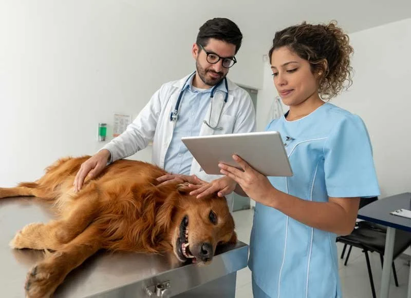 Virtual Veterinary Scribe Services