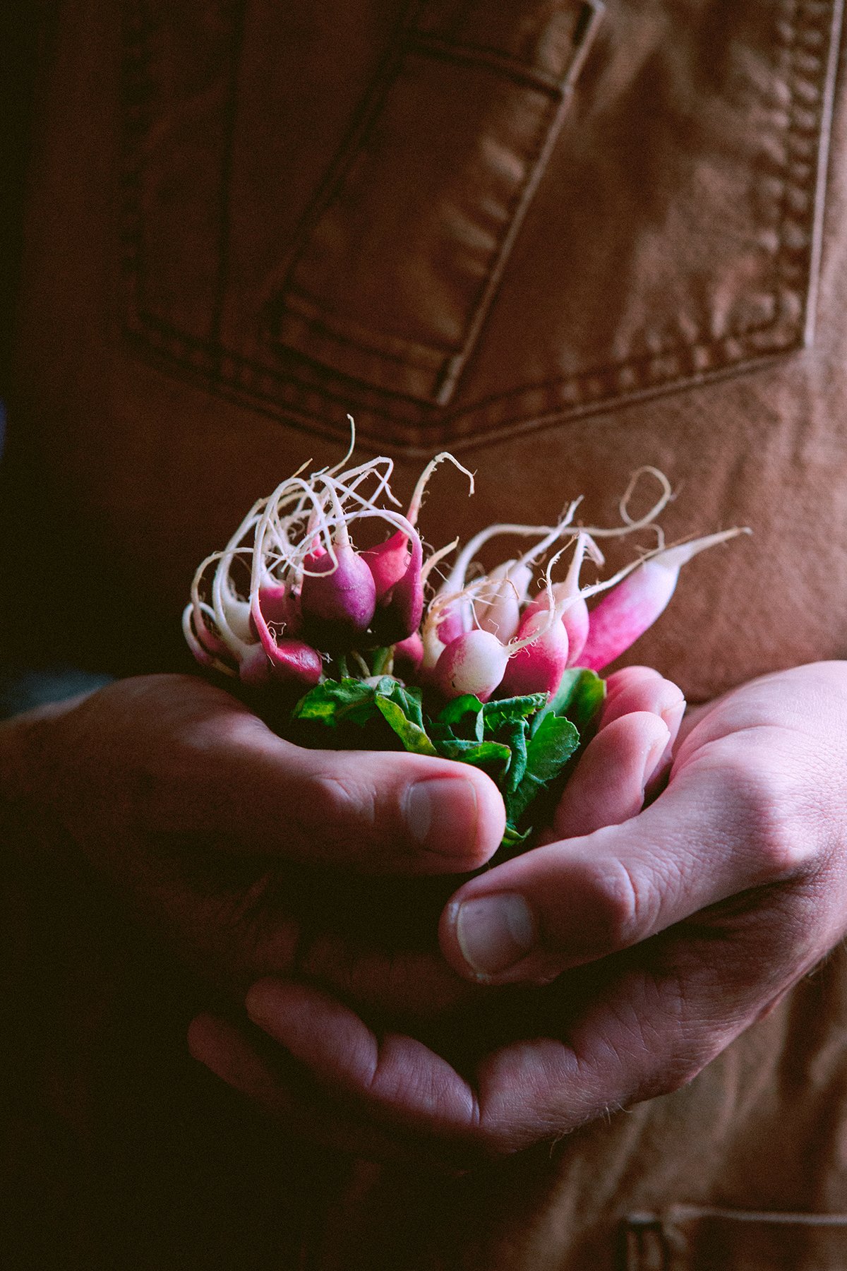 A pair of man's hands holding a bunch of mini french radishes with green leaves attached. Shot against a brown waxed canvas cooking apron.