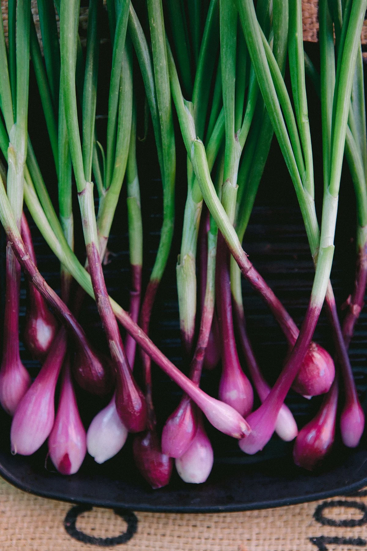 A group of fresh purple and green spring torpedo onions placed on a black tray.
