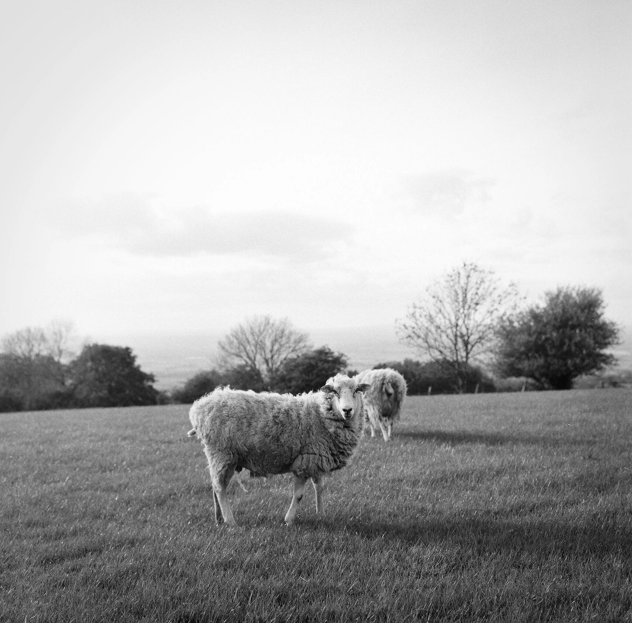 Black and white photograph of sheep grazing on a grassy field with trees and cloudy sky in the background in the Cotswalds, England.