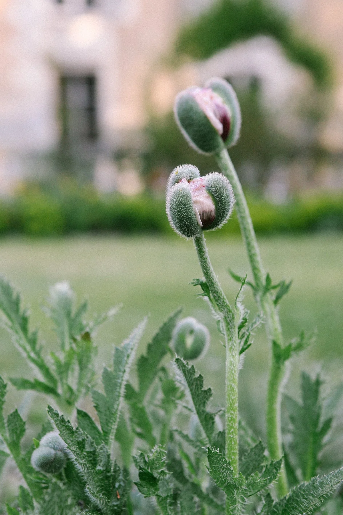 Close-up of poppy flower buds about to open in the garden grounds of Chateau St. Julien, Poitiers, France..
