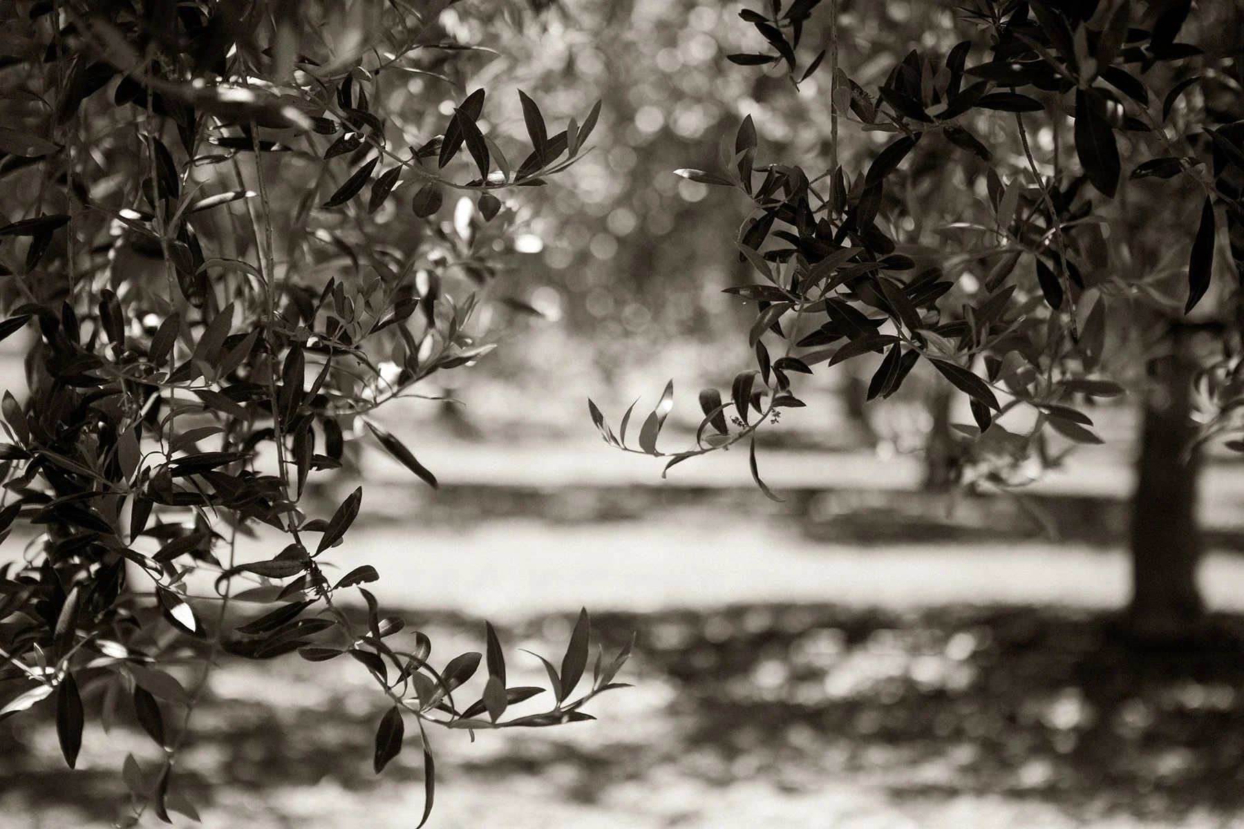 A black-and-white photograph of olive tree branches with elongated leaves in the foreground, with a background of blurred trees and sunlight filtering through the leaves.