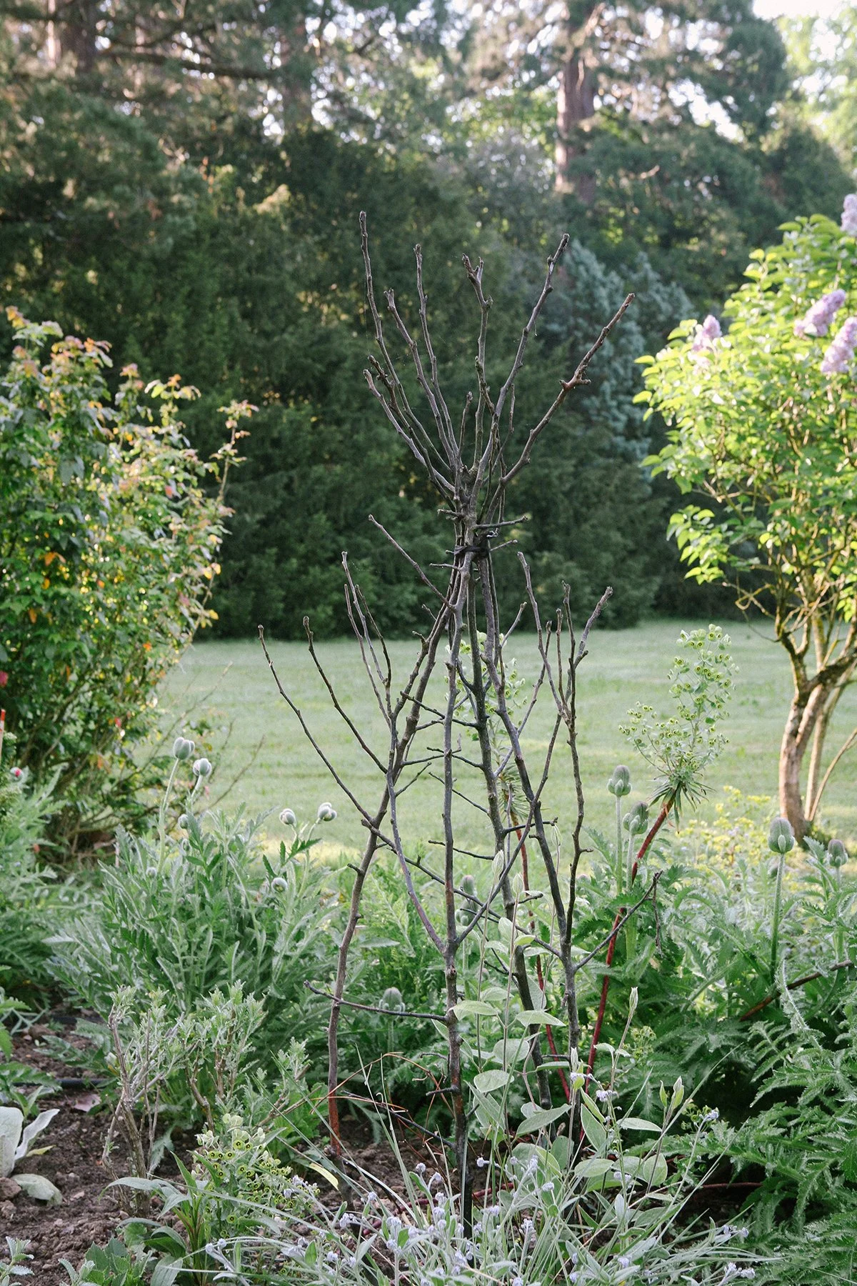 A willow branch tomato "cage" in a flower garden surrounded by various green plants and shrubs. In the background, there is a grassy lawn and tall trees on the grounds of Chateau St. Julien, Poitiers, France.