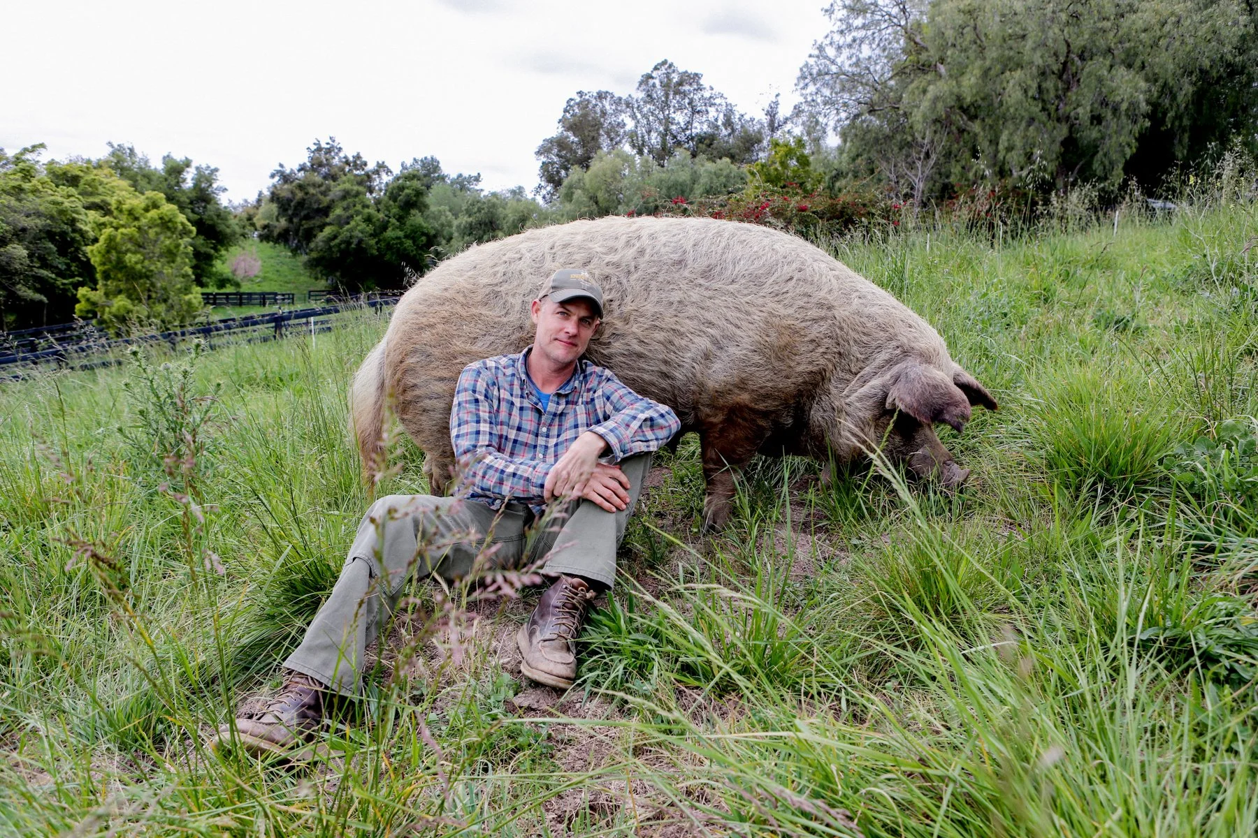 Farmer John Chester  in work clothes sits on the ground next to Emma the pig grazing on grass in a green field with trees and shrubs in the background at Apricot Lane Farm.