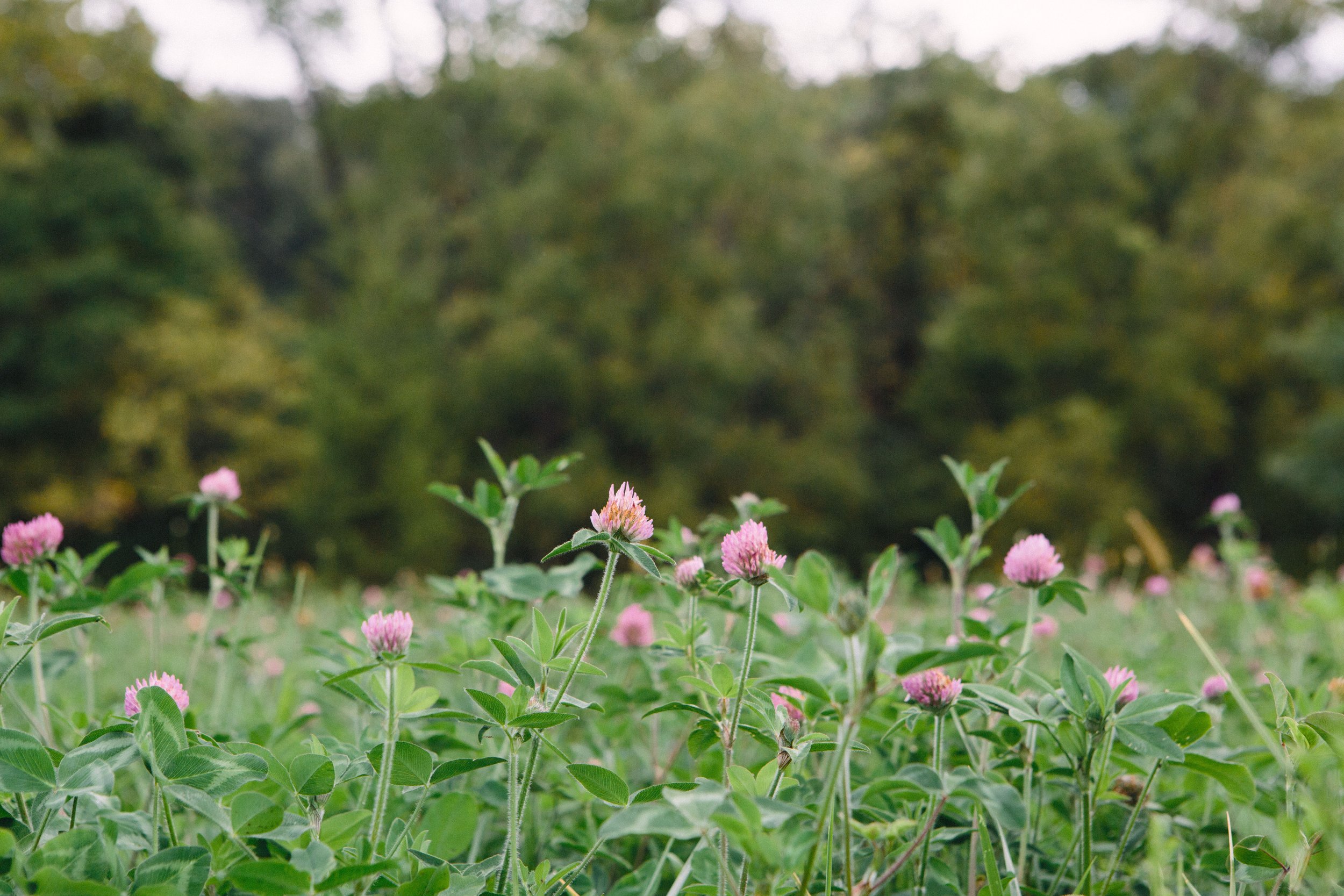 A close-up view of pink clover flowers and green leaves in a field, with blurred trees in the background.