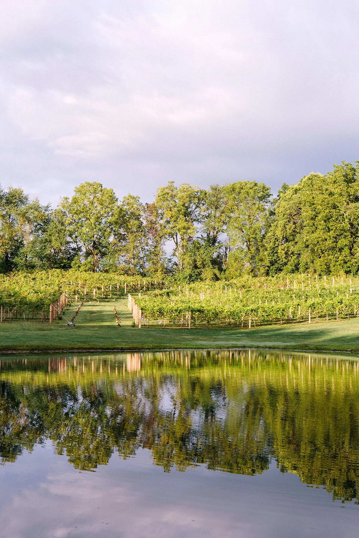 Vineyard with grapevines on rolling hills, reflecting on a calm body of water, with a background of lush green trees and a cloudy sky at a private estate in Lancaster, Ohio.