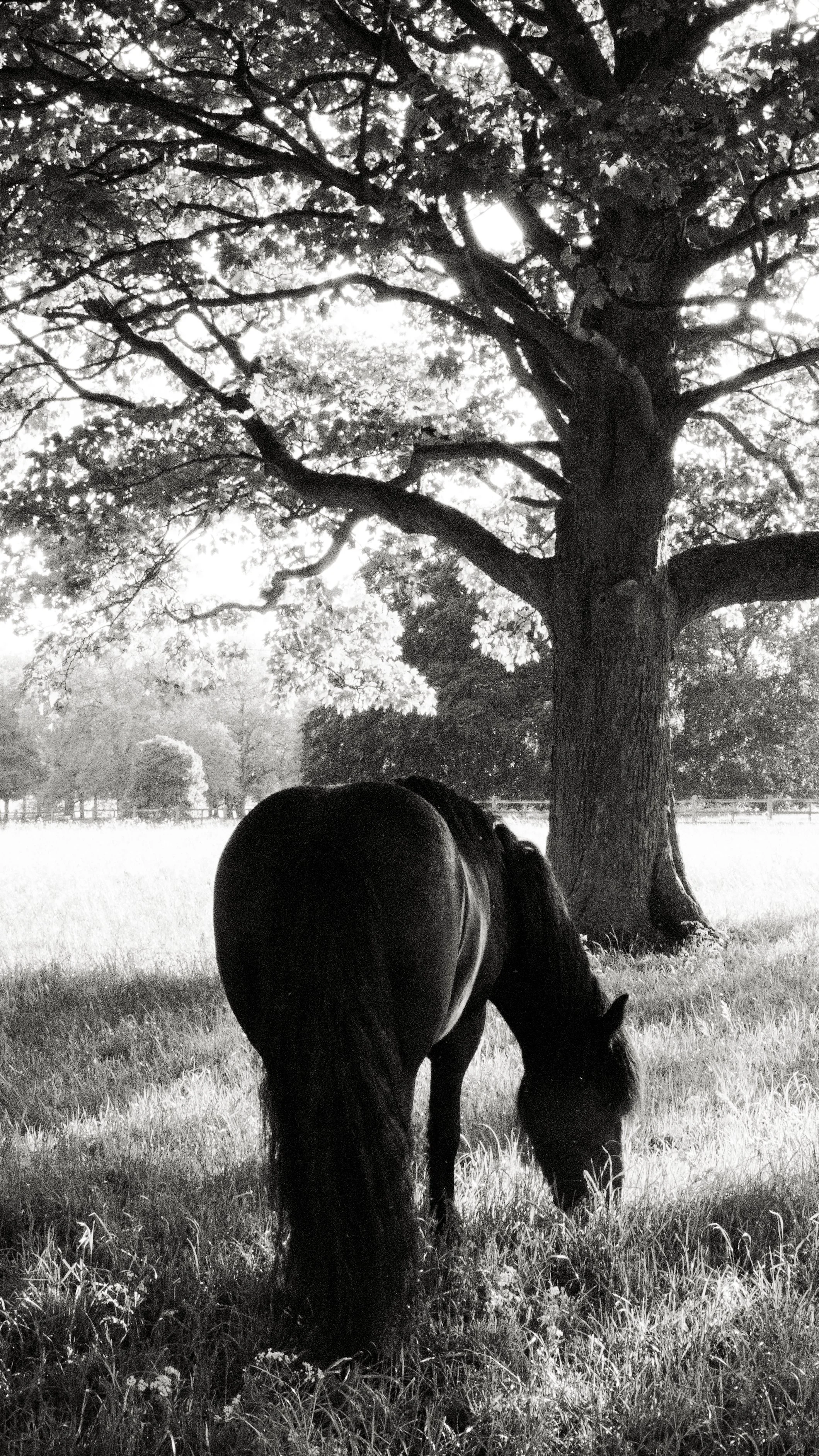 One of Queen Elizabeth II’s Fell Ponies grazing beneath an oak tree in the private grounds of Windsor Castle, England.