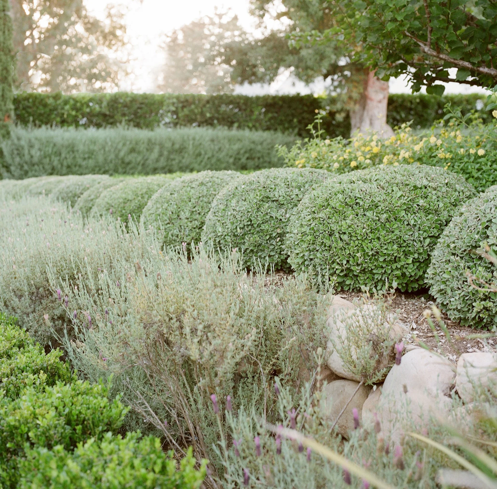 Landscape photo of a garden featuring topiaries and lavender hedges in Poitiers, France