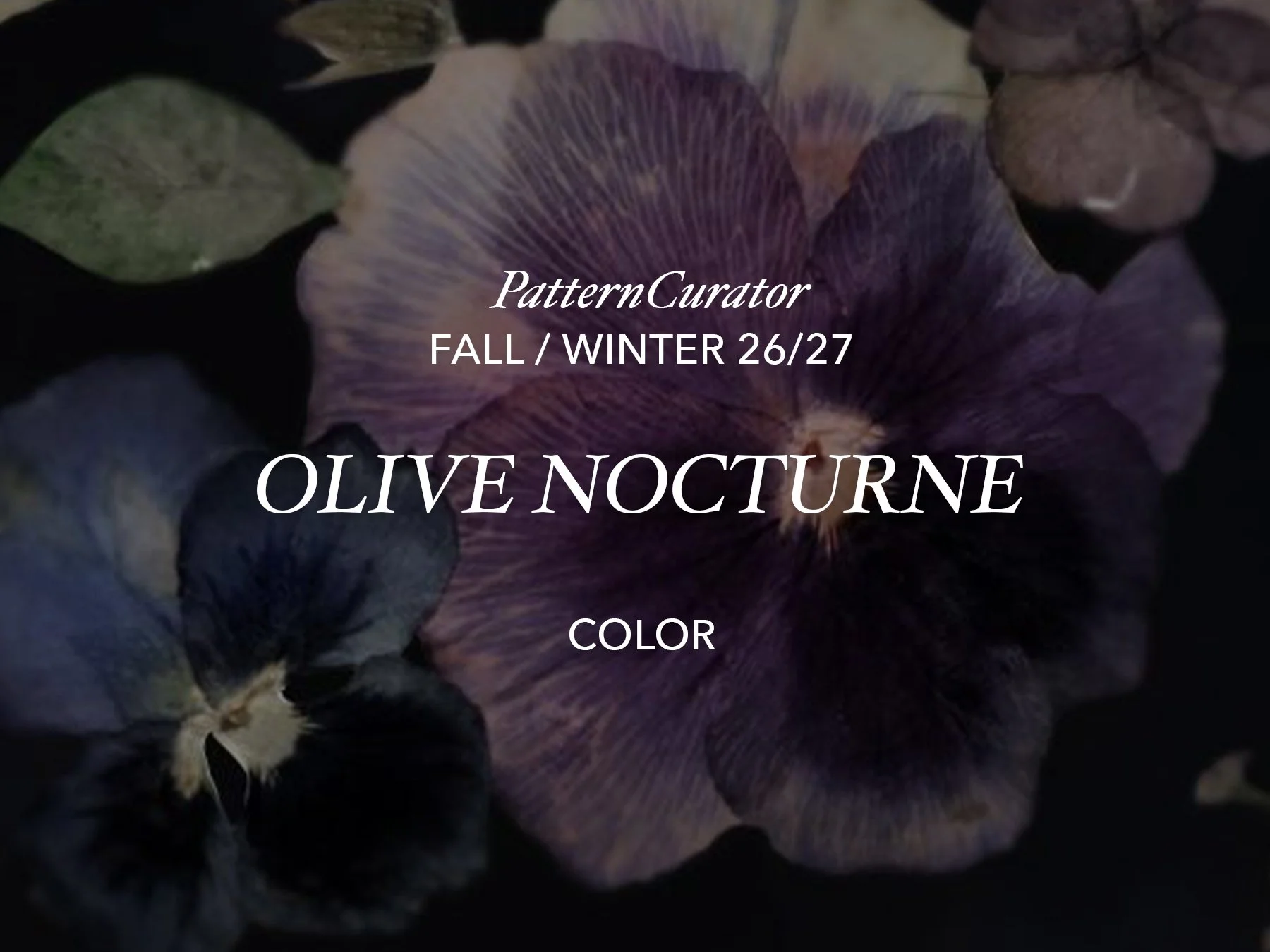 OLIVE NOCTURNE