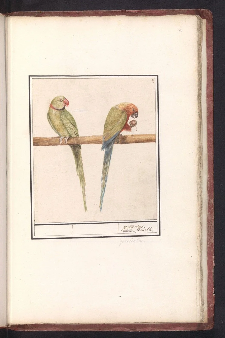 Alexandrine-Parakeet-and Red-breasted-parakeet.jpg
