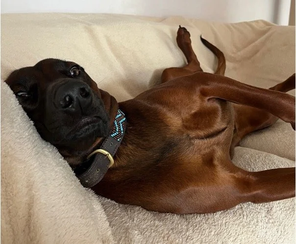 Ein brauner Hund liegt entspannt auf einem Sofa, schaut in die Kamera, mit einem schwarzen Halsband.