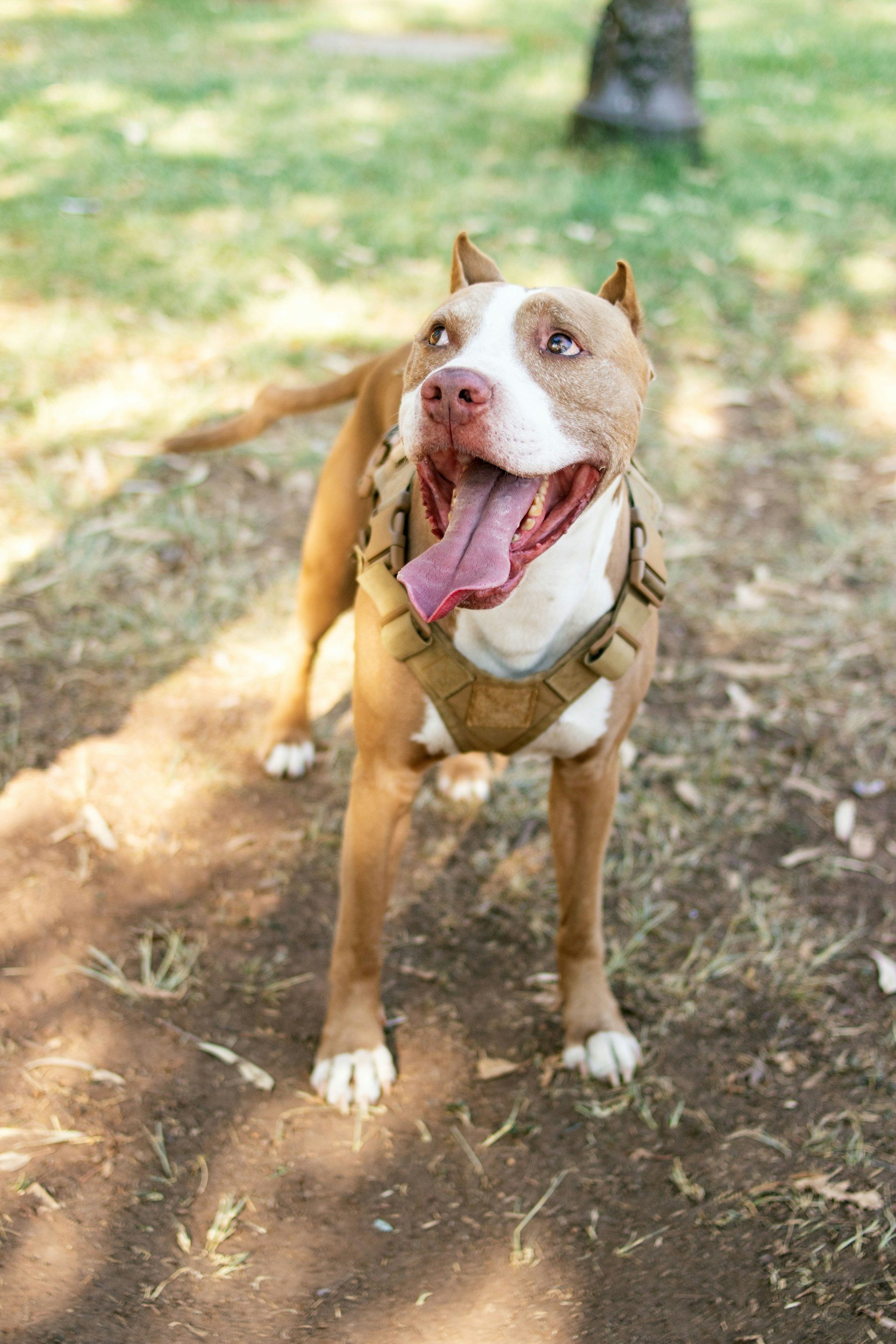 A happy brown and white dog with a wide open mouth, showing its tongue and teeth, standing on a dirt path in a park with green grass and trees.