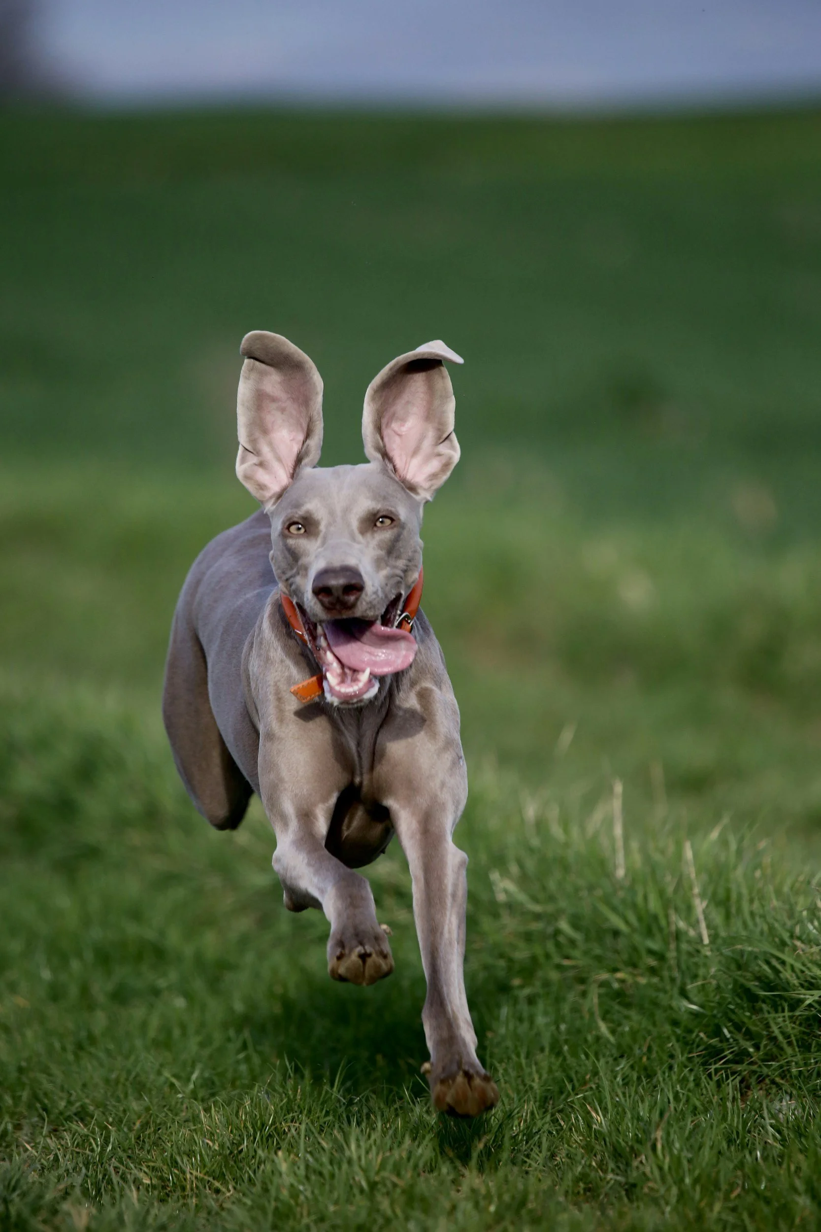 A dog running on a grass field with its ears flopping and tongue out.
