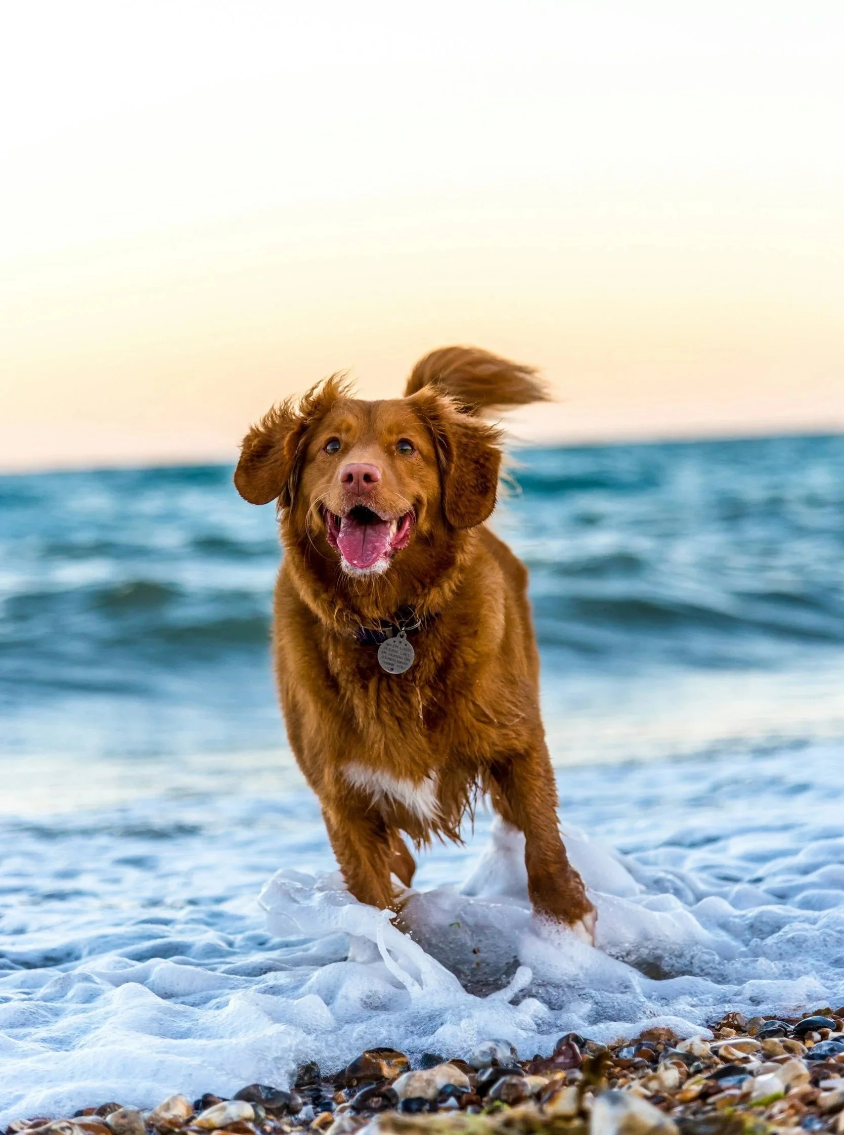 Happy brown dog with floppy ears running in shallow ocean water near pebbled beach during sunset.
