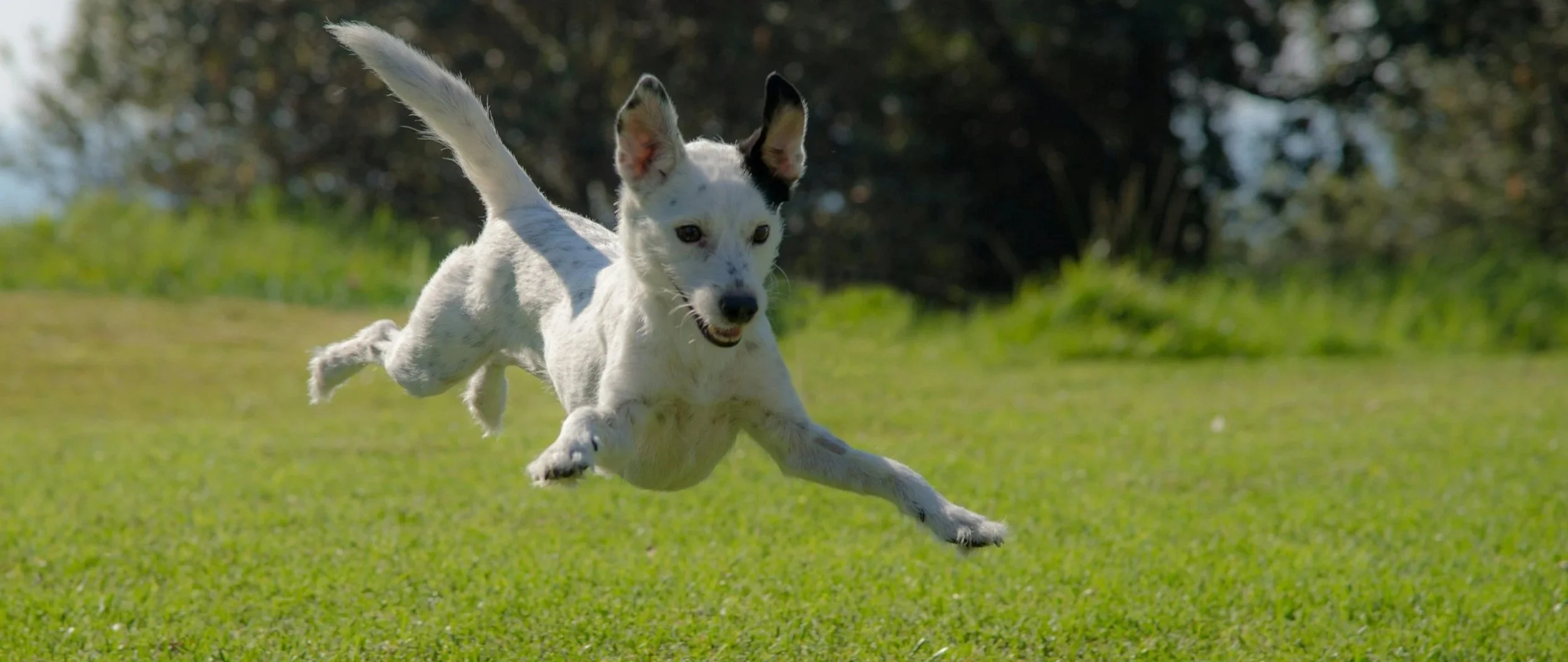 A white dog with black markings on its face running and jumping in a grassy field with trees in the background.