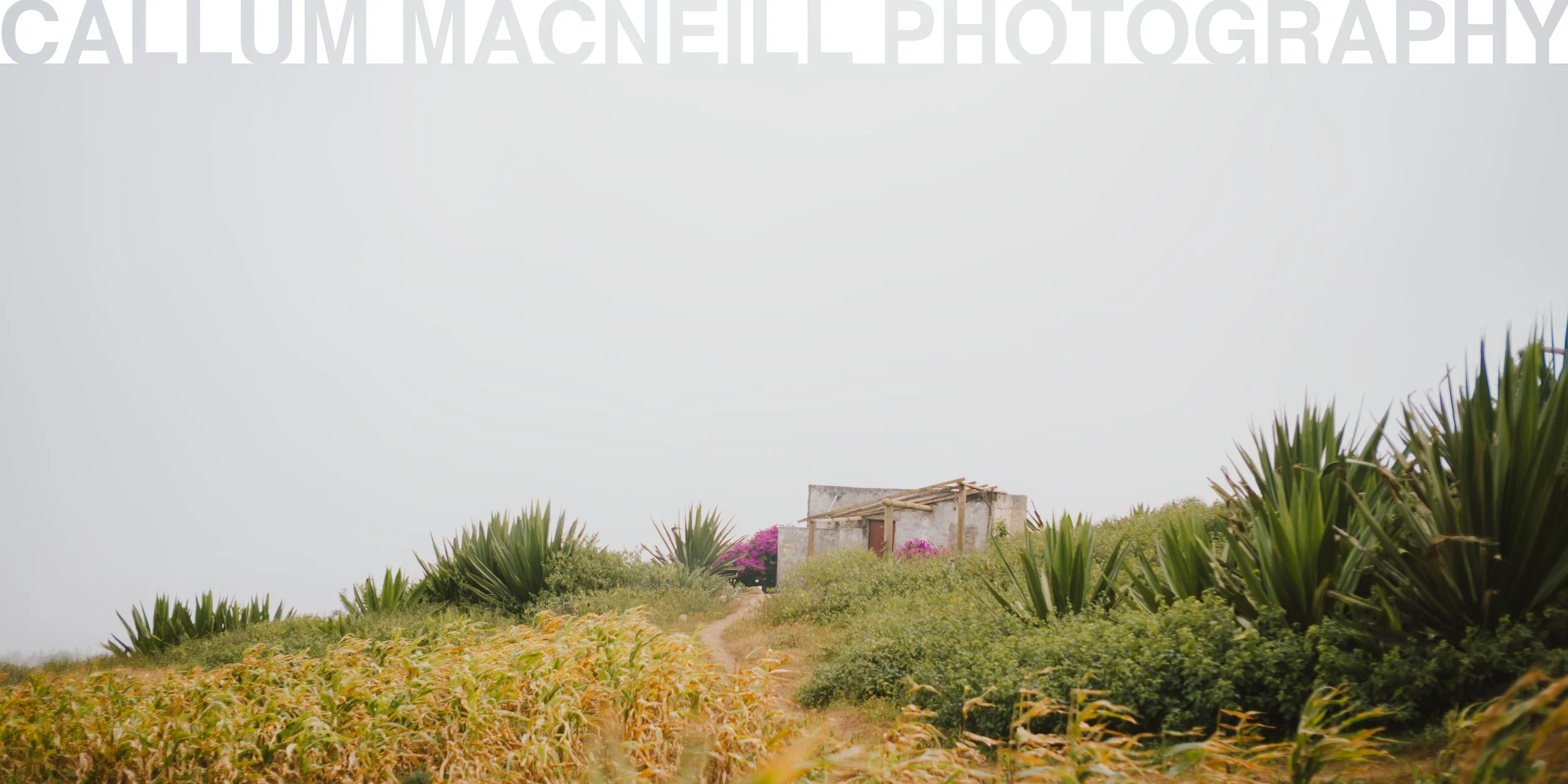 A small house with a corrugated metal roof surrounded by green plants and cacti, with pink flowers nearby and a dirt path leading to the house under a cloudy sky.