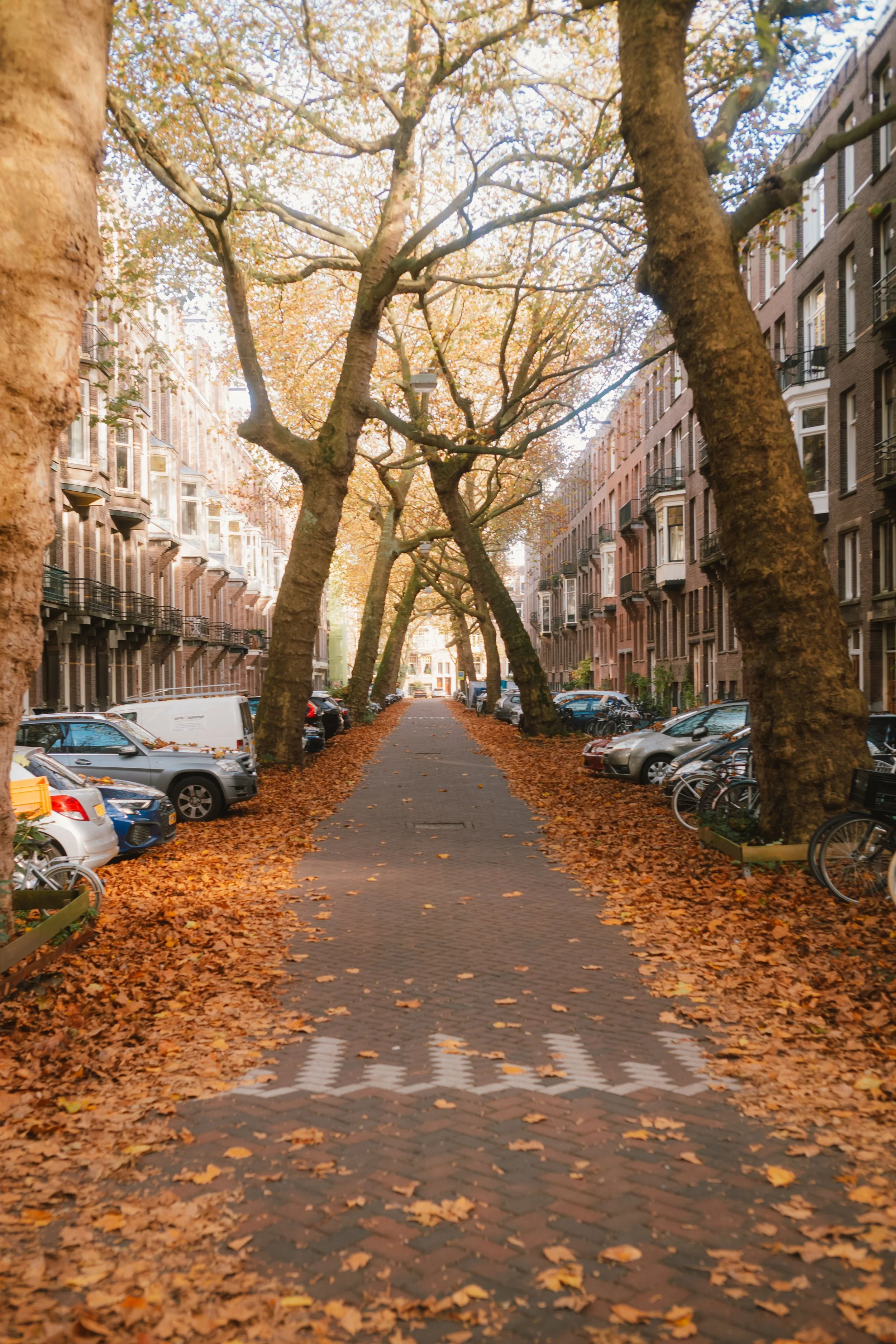 A tree-lined street in an urban neighborhood during fall, with fallen leaves on the sidewalk and parked cars along the street.