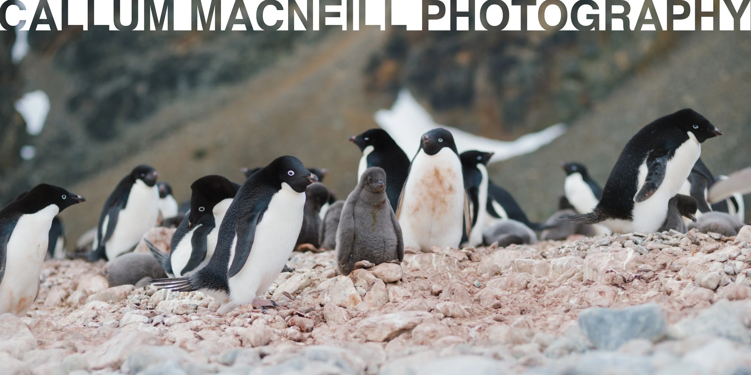 Several adult penguins and their chicks on rocky terrain in a cold, mountainous environment.