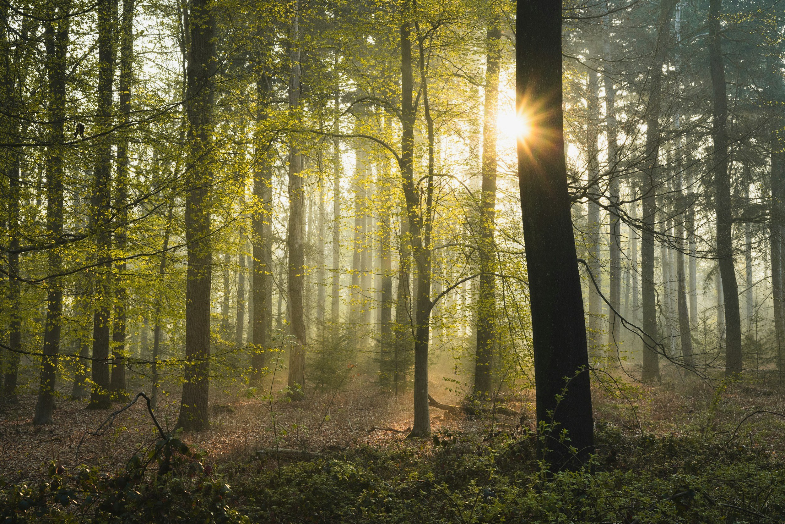Sunlight filters through the trees in a dense forest with lush green foliage and a misty atmosphere.