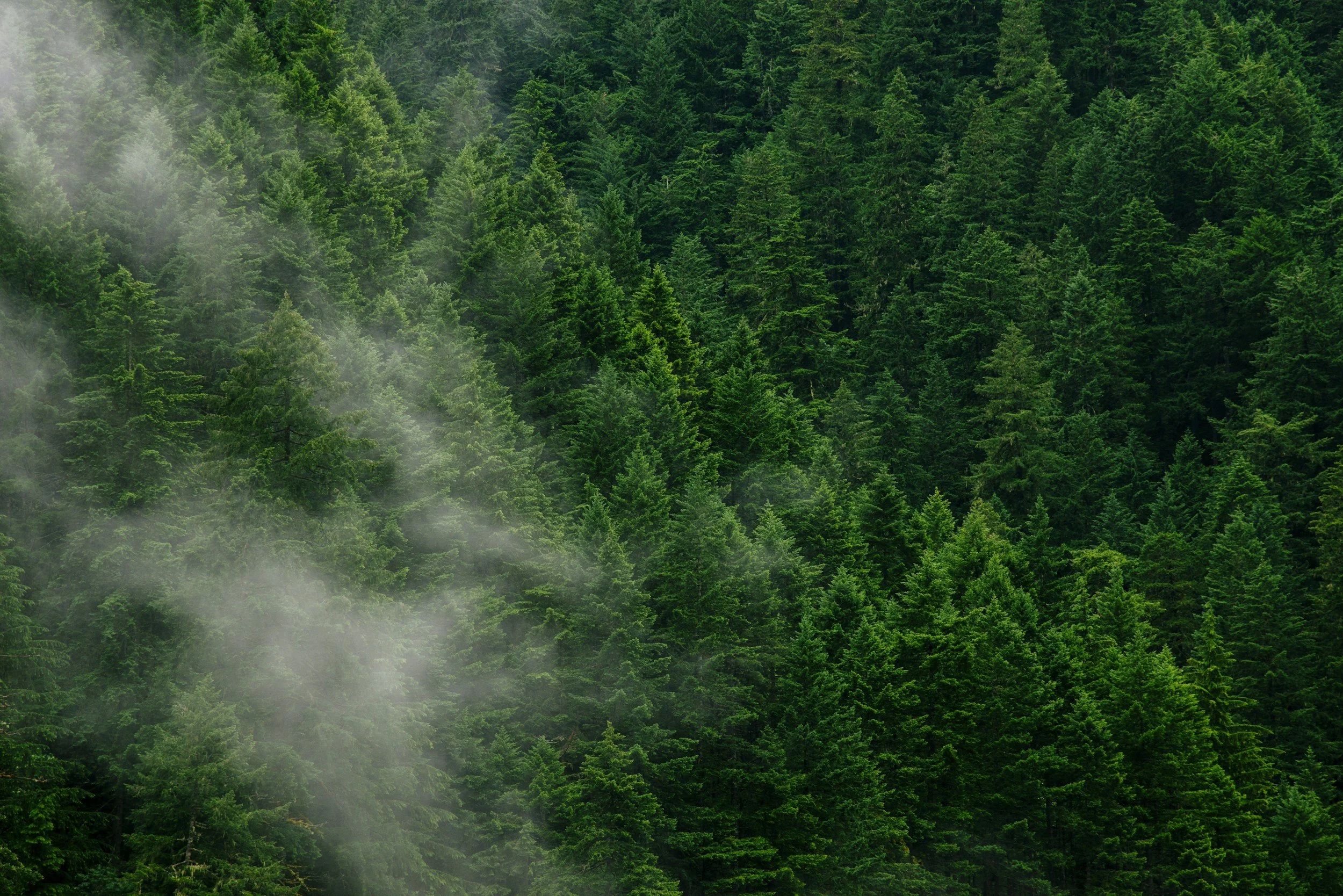 A dense green forest with tall evergreen trees, with mist or fog floating among the trees.