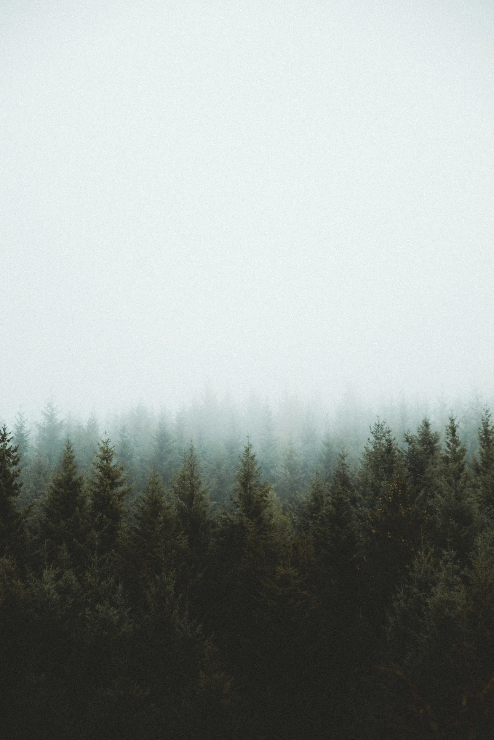 A foggy forest with tall pine trees, some trees partially obscured by the mist, set in an overcast environment.
