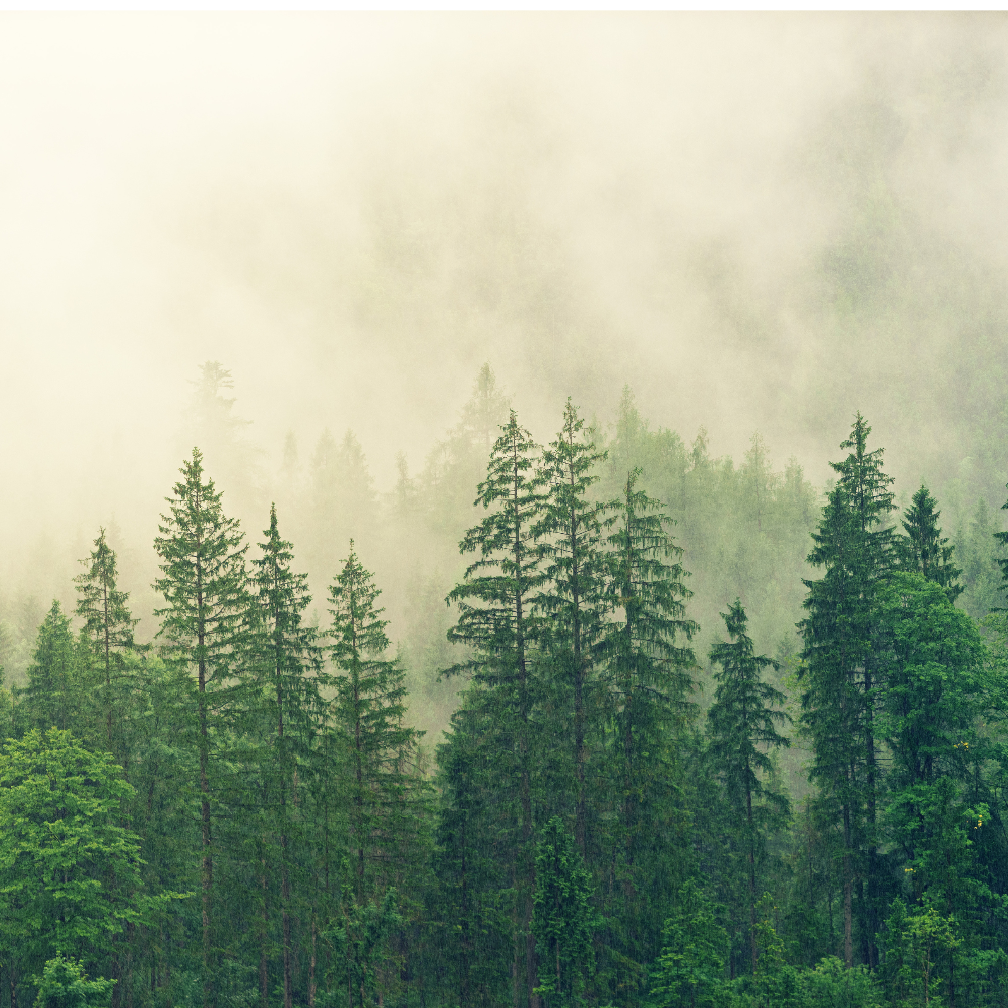 ESG Compliance Standards: A Guide for Businesses