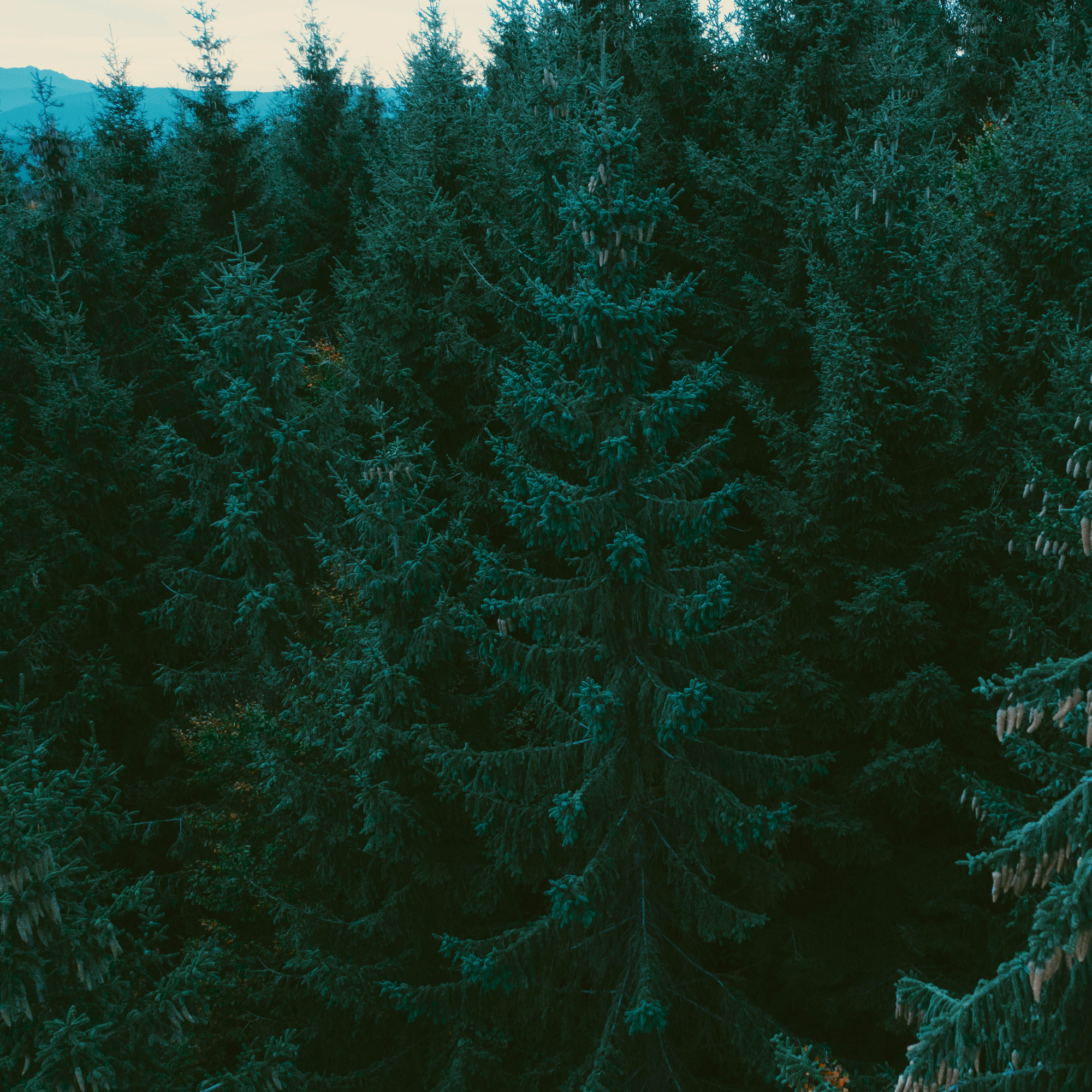 Net Zero: What your company needs to know.