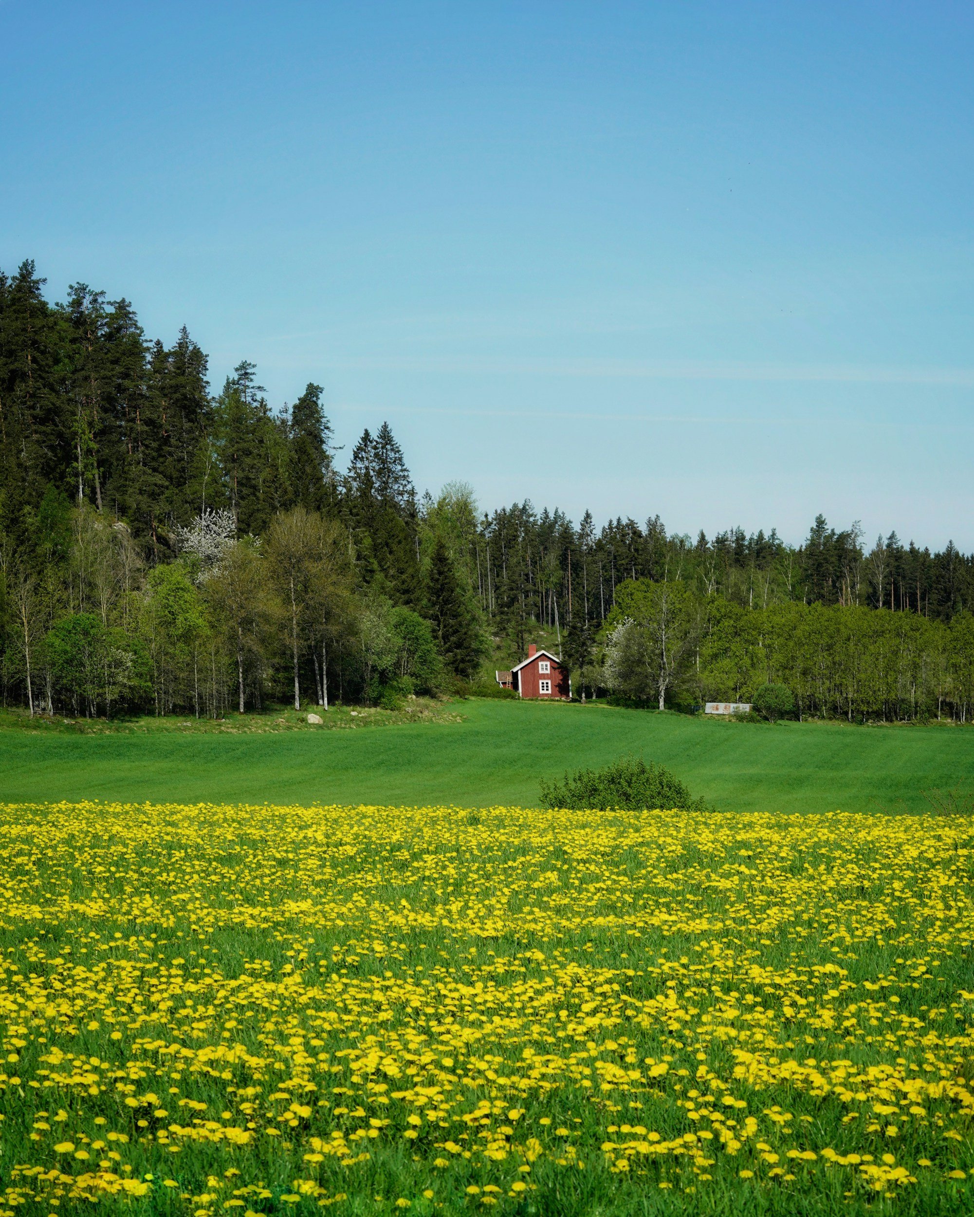A field of yellow flowers in foreground, with lush green grass and a dense forest of trees on a hillside in the background under a clear blue sky. There is a small red house near the trees.