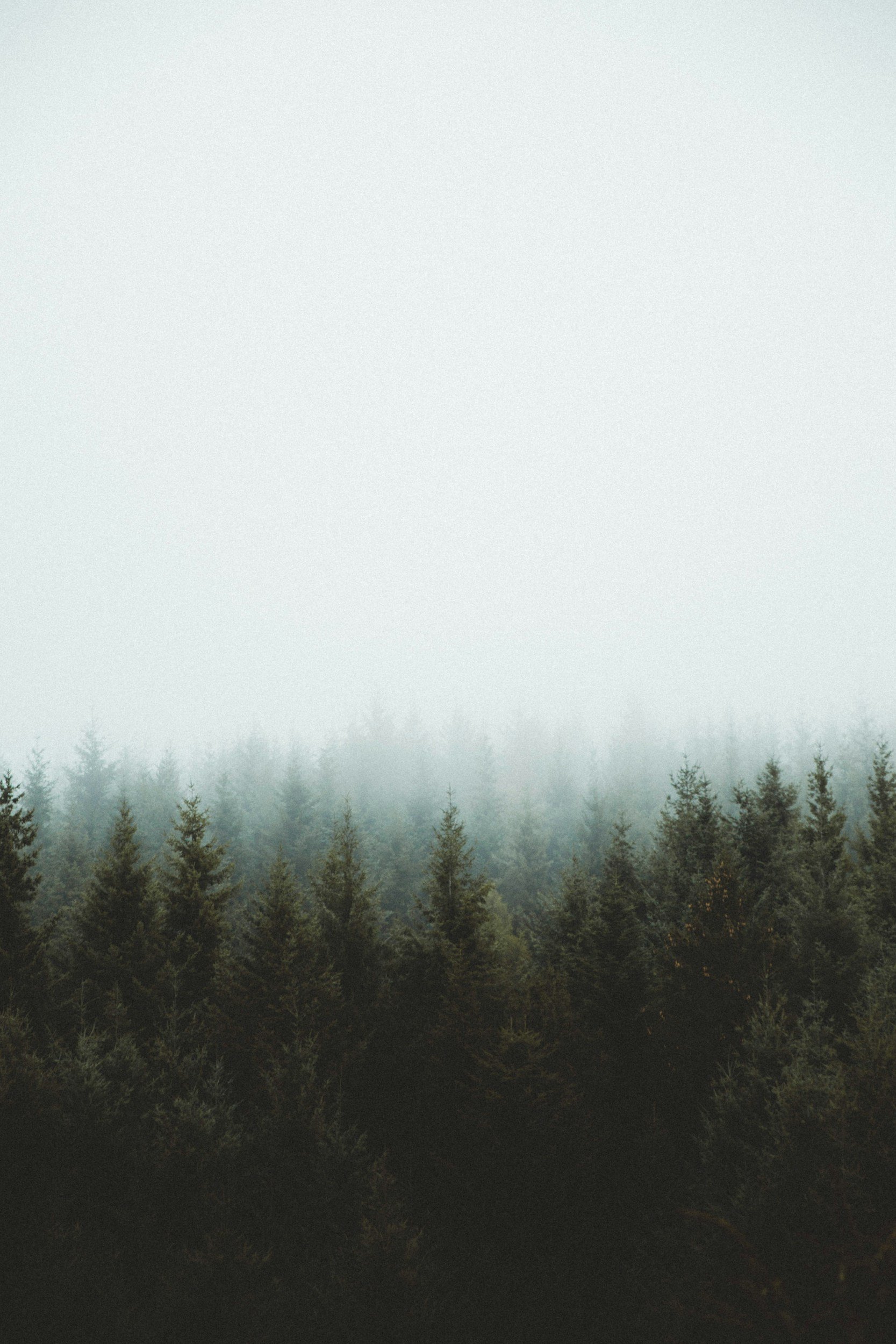 A foggy forest with tall evergreen trees stretching across the lower part of the image, fading into a thick mist that obscures the background.
